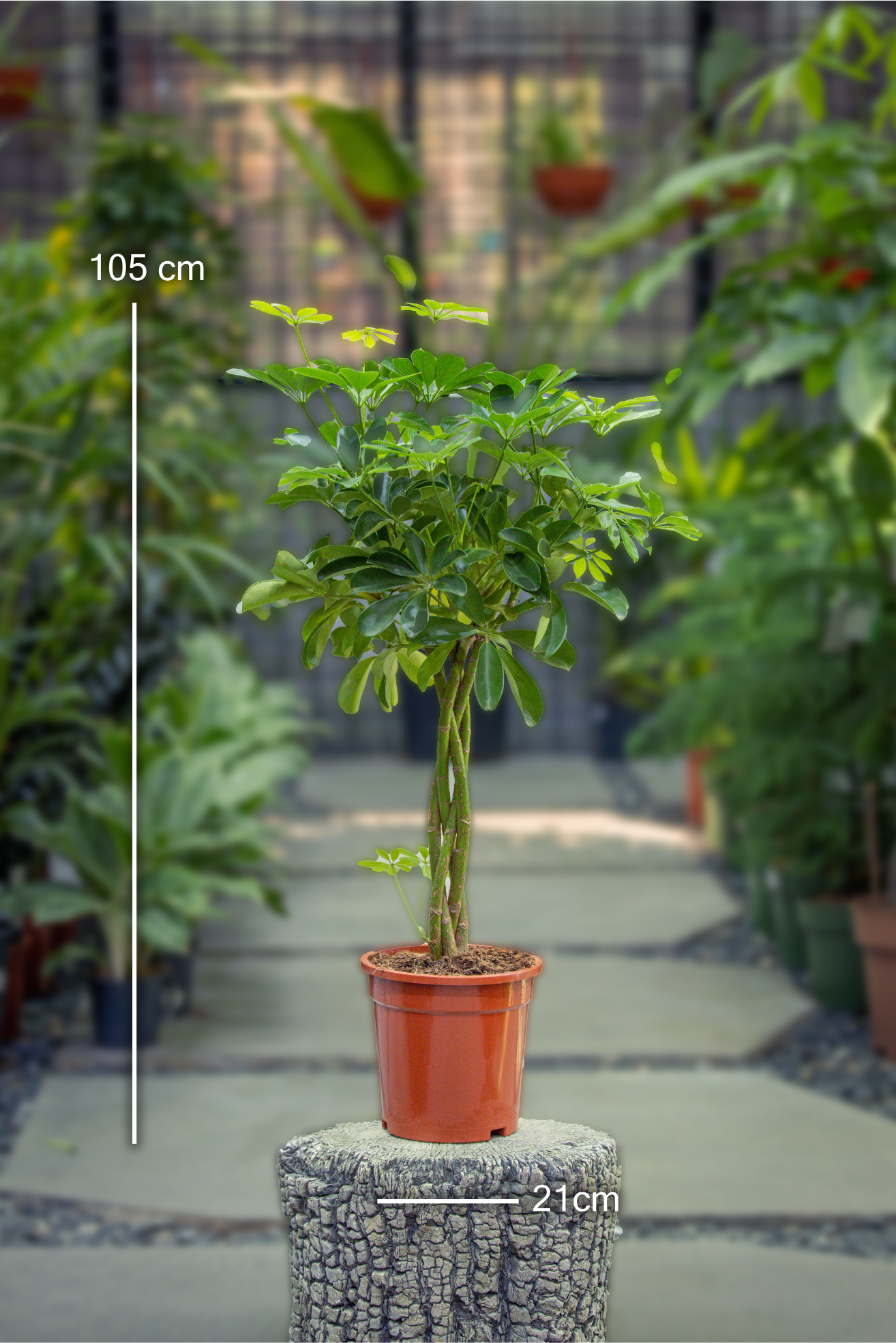 Schefflera arb. Nora