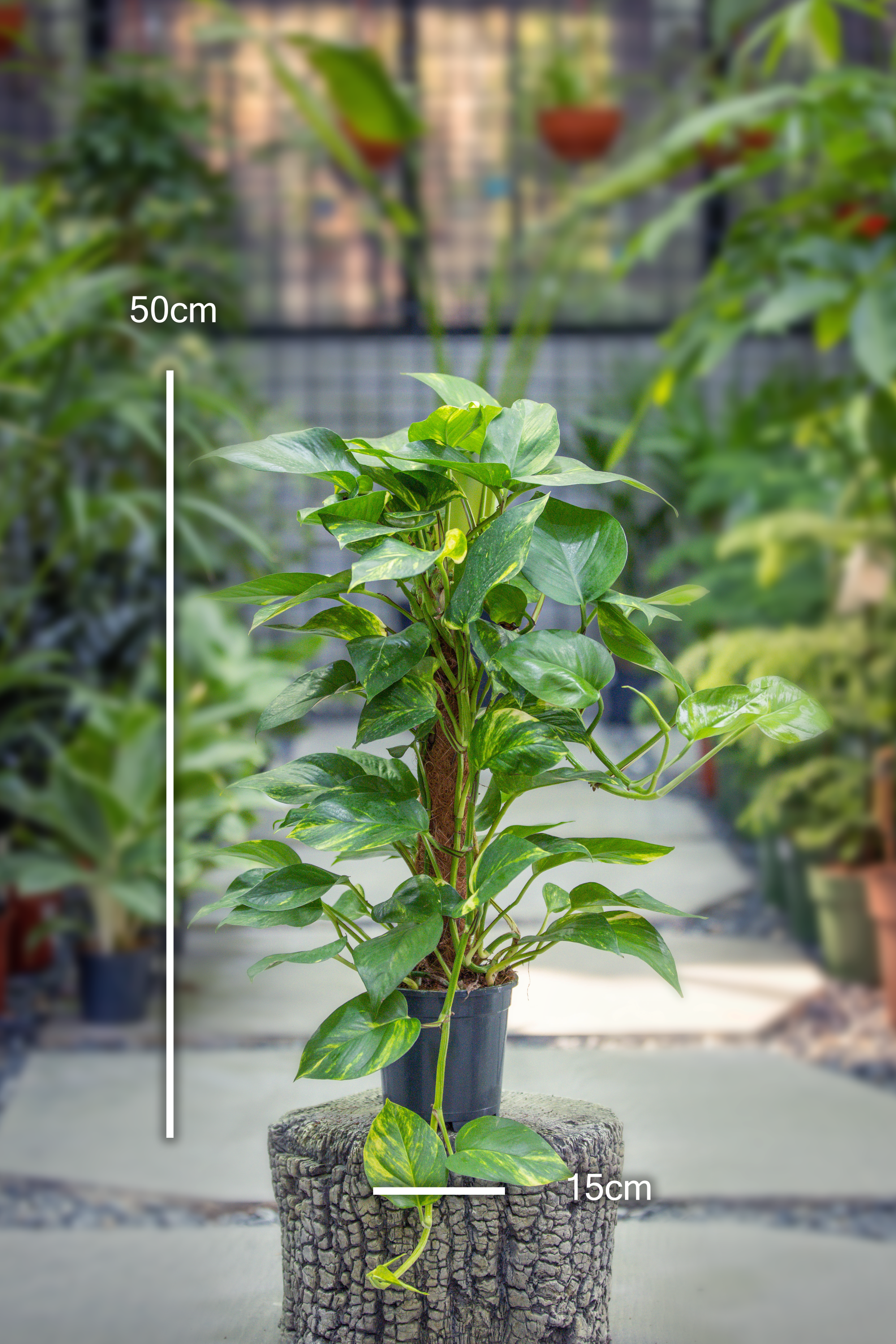 Epipremnum Pinnatum 'Mosstick' - 2