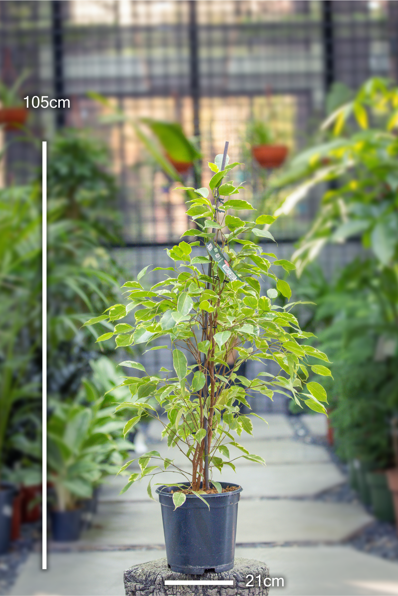 Ficus benj. golden king