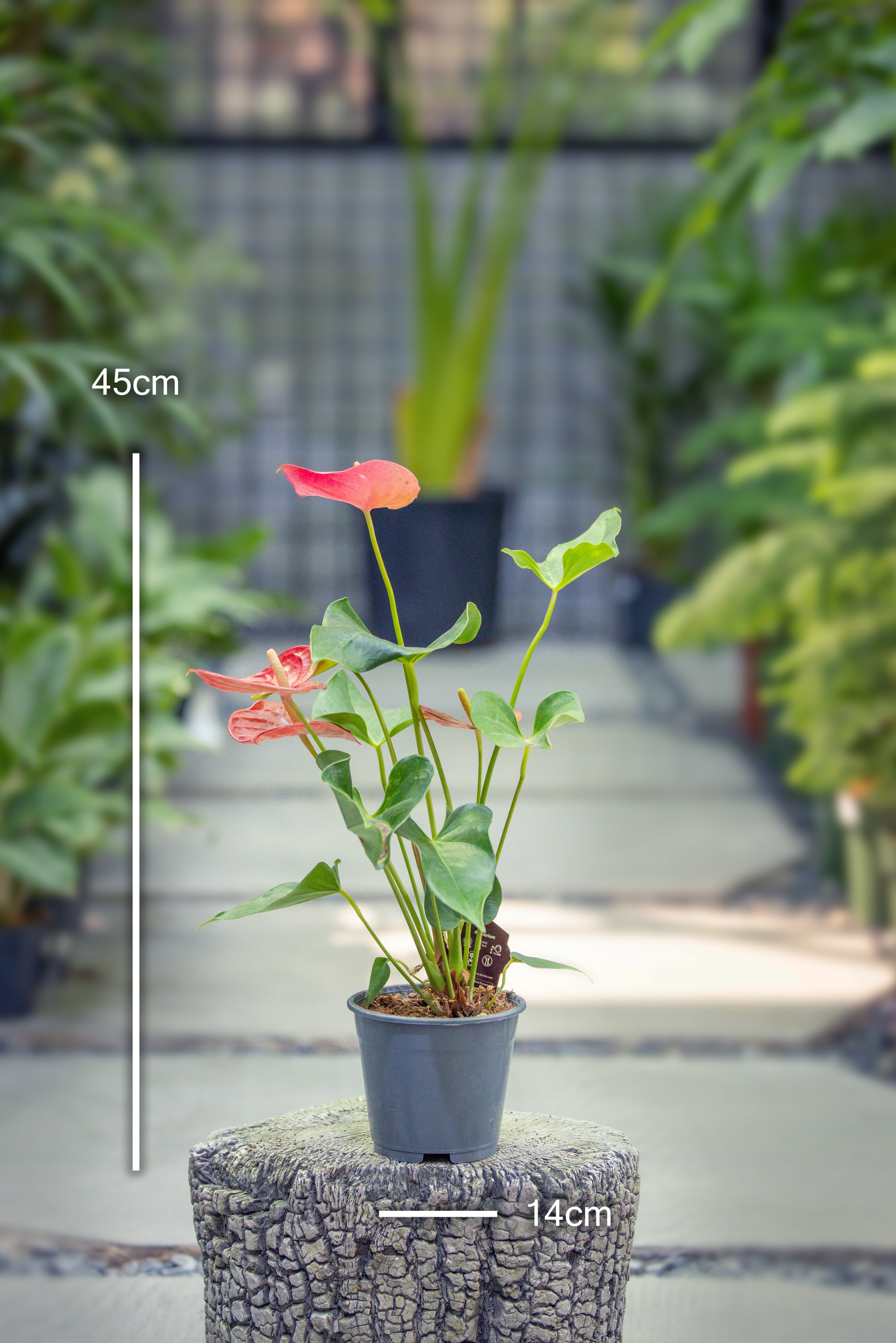 Anthurium Casparo