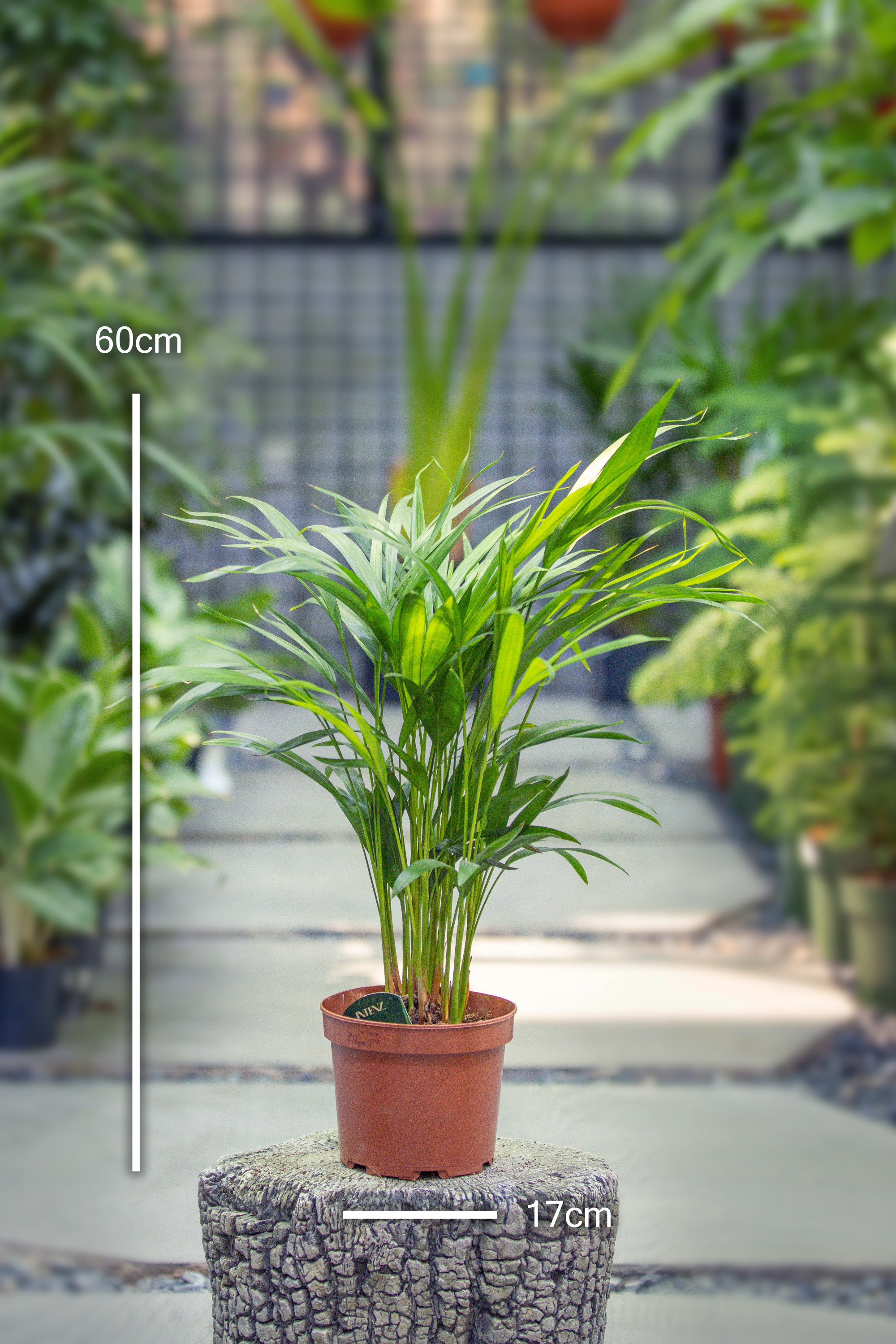 Dypsis Lutescens