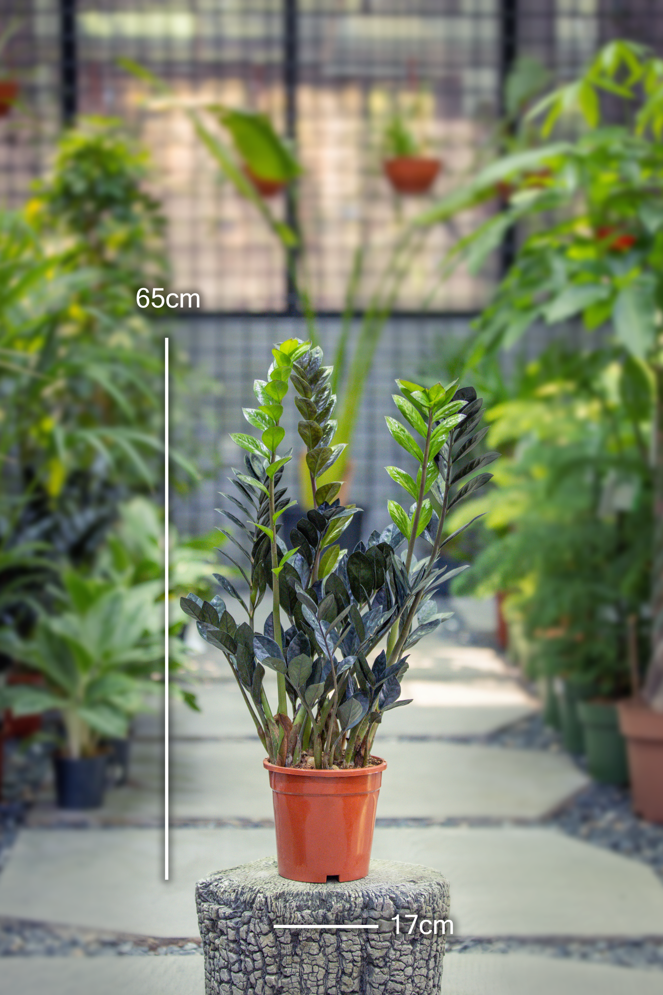 Zamioculcas Zamiifolia 'Raven'