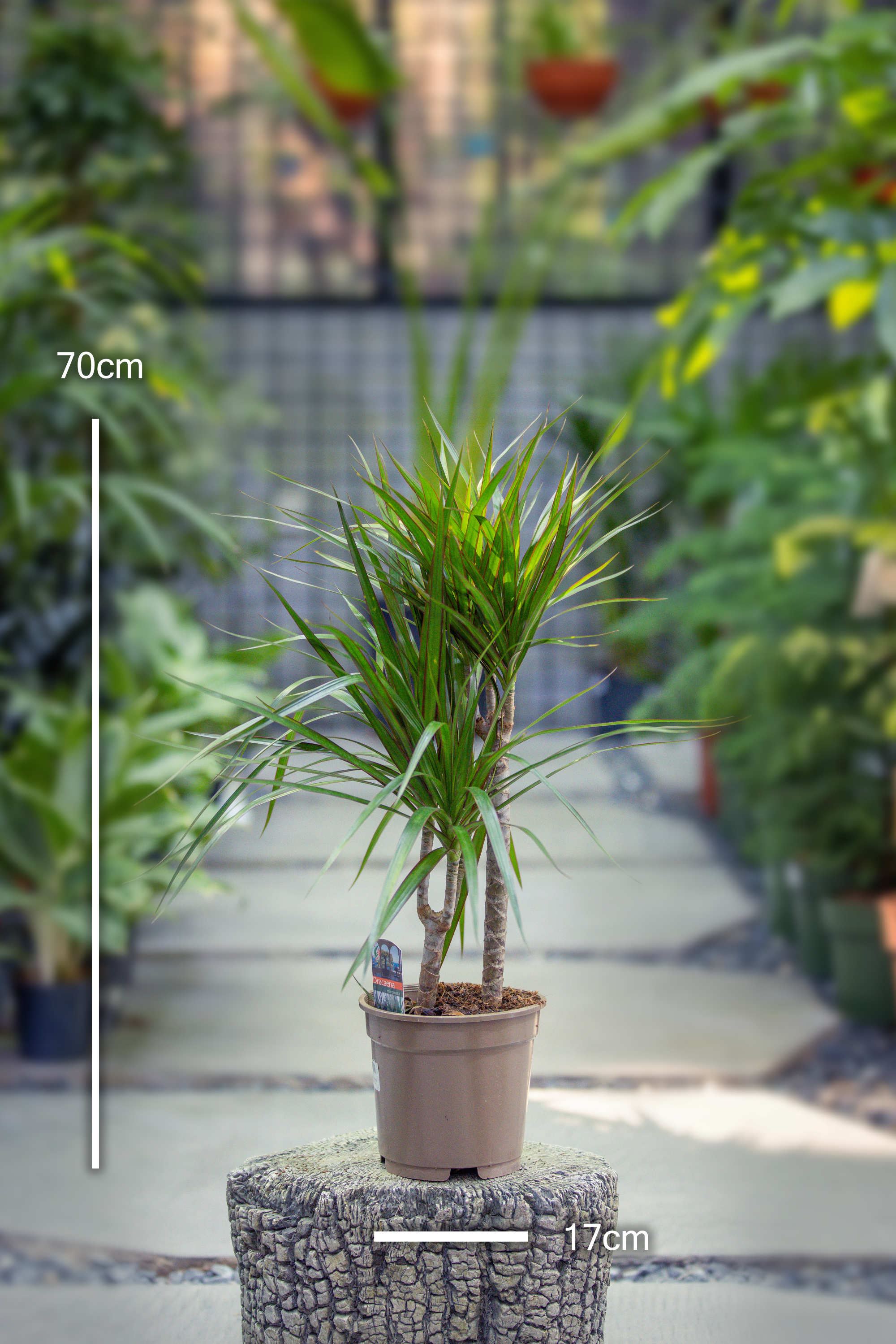 Dracaena Marginata 'Dragon Tree' - 2
