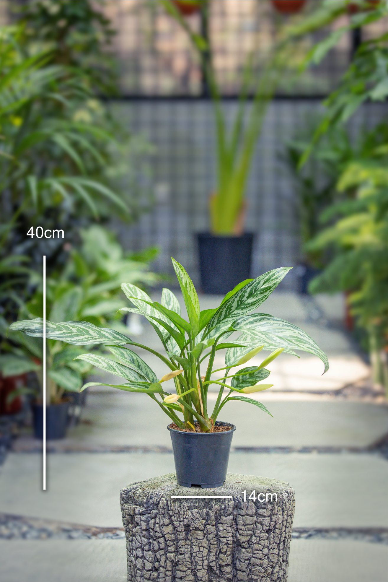 Aglaonema Silver Queen