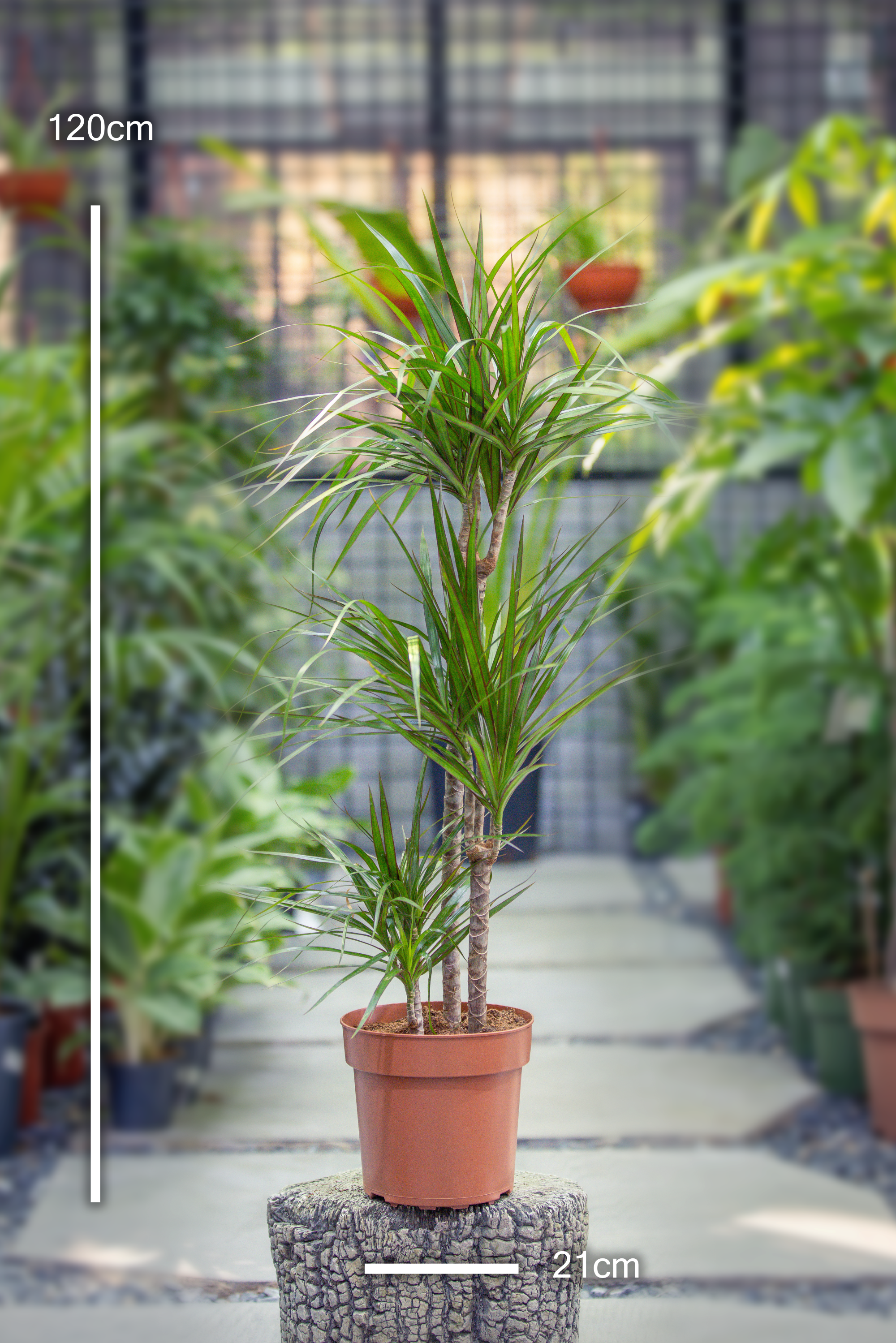 Dracaena marginata 'Dragon Tree'