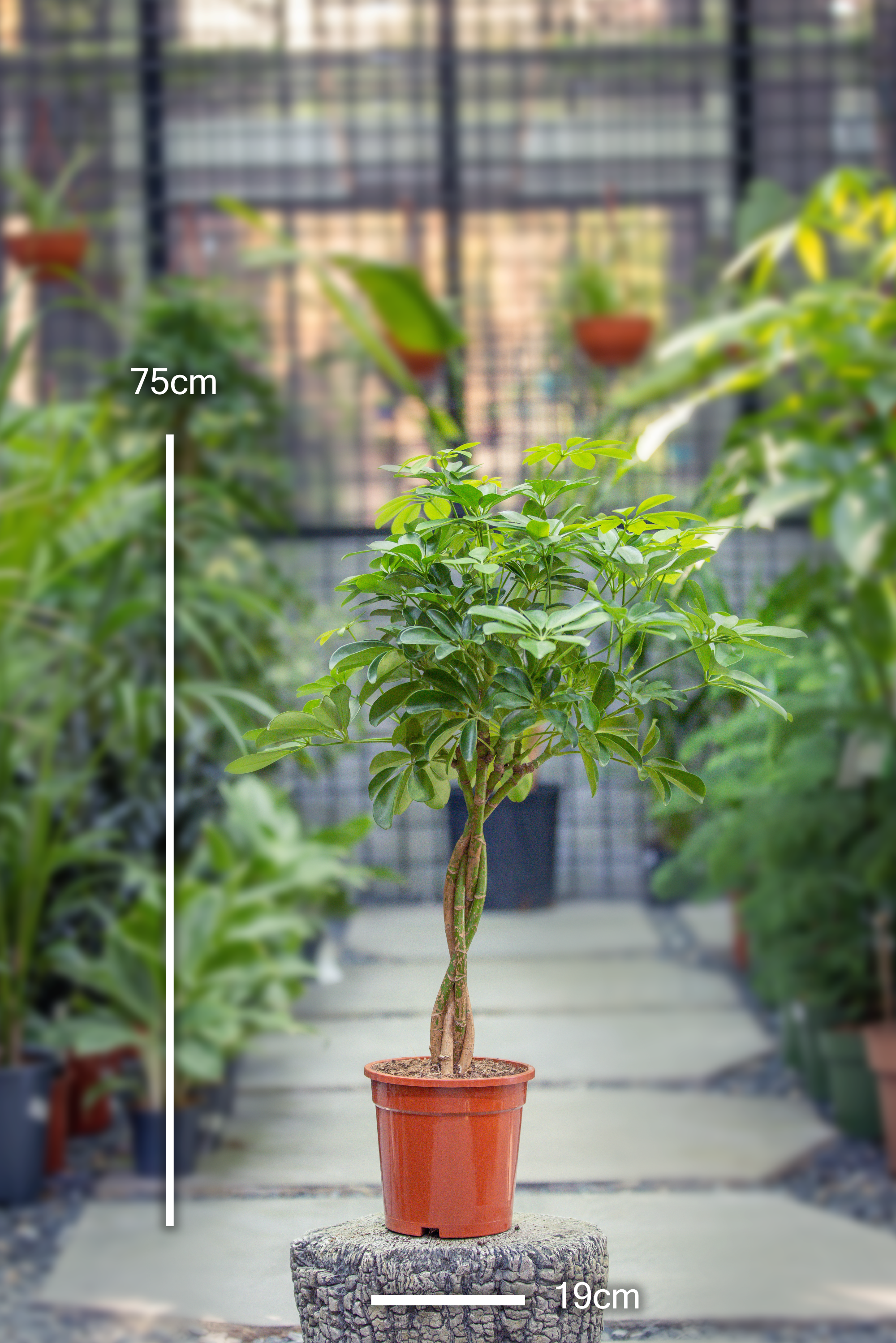 Schefflera Arboricola 'Gold Capella'
