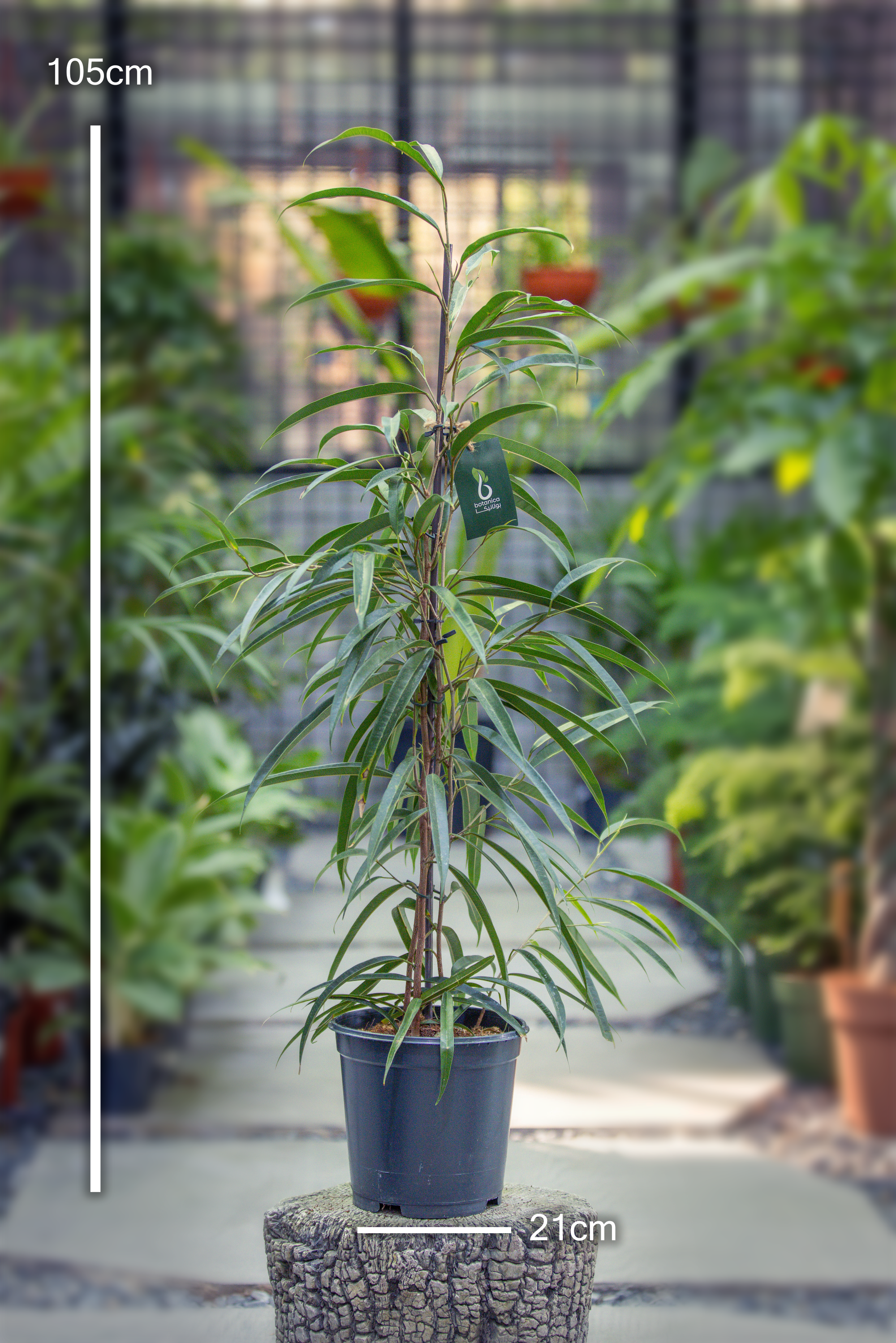 Ficus Alli