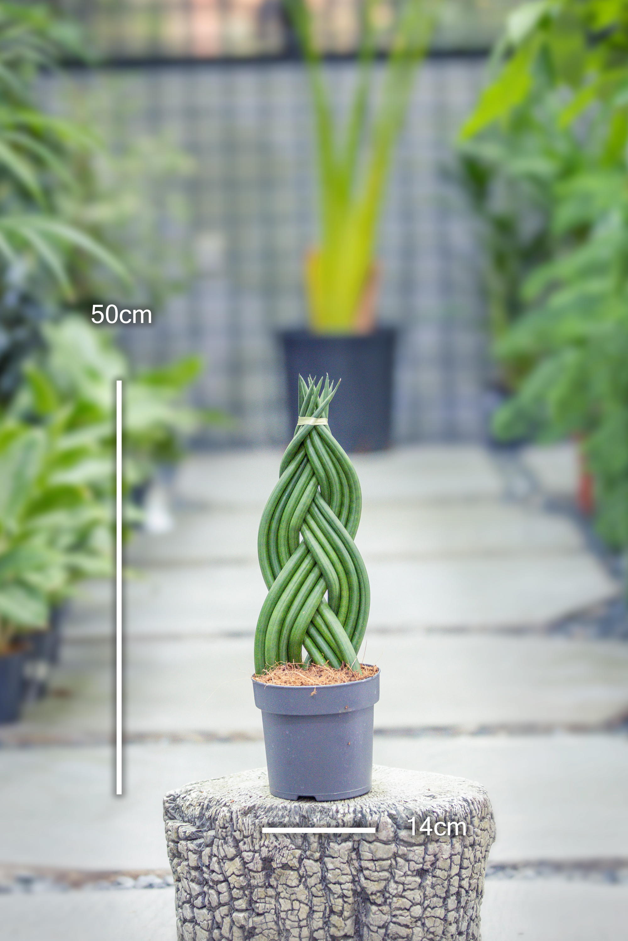 Sansevieria Cylindrica 'Twist'