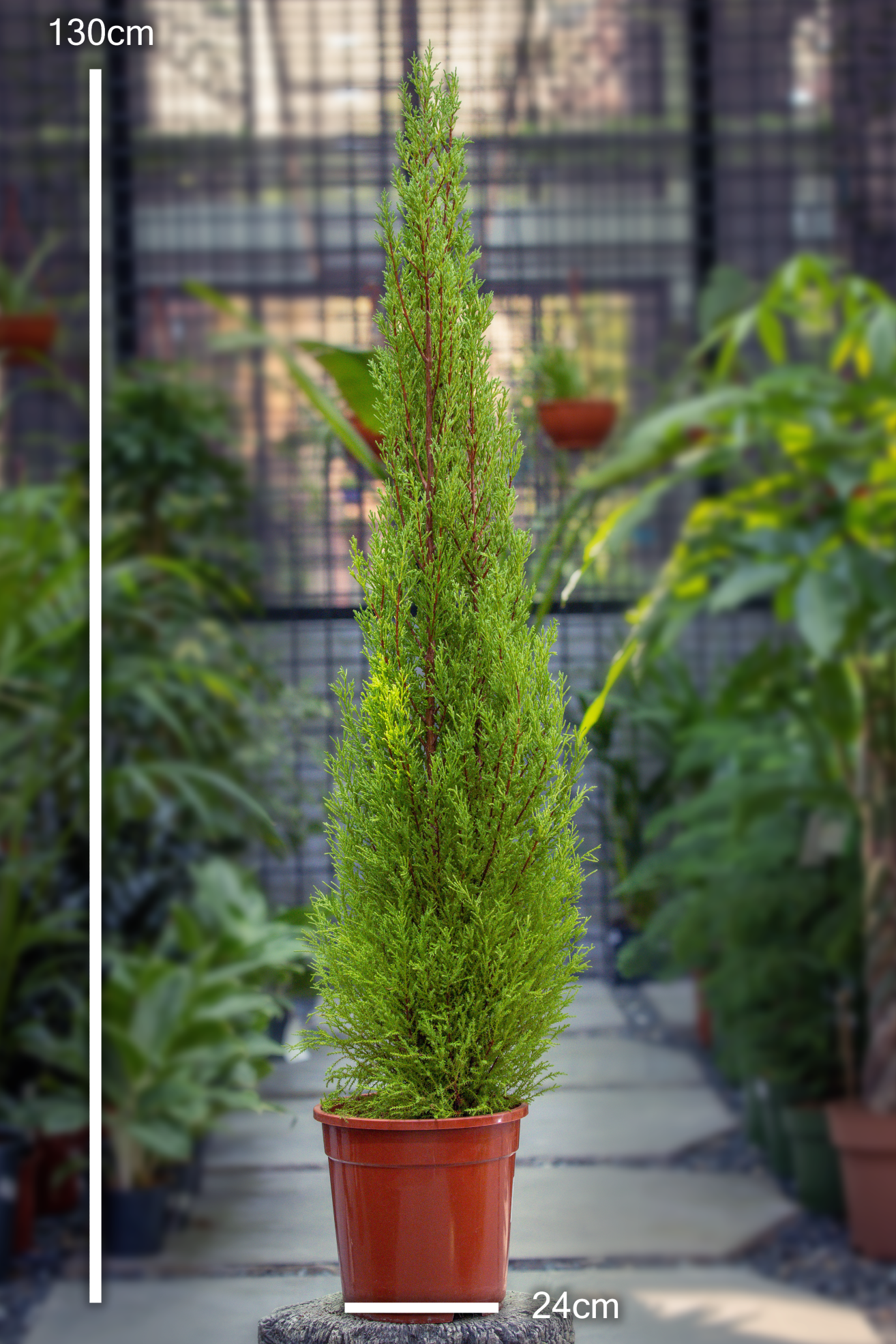 Cupressus macr. goldcrest wilma