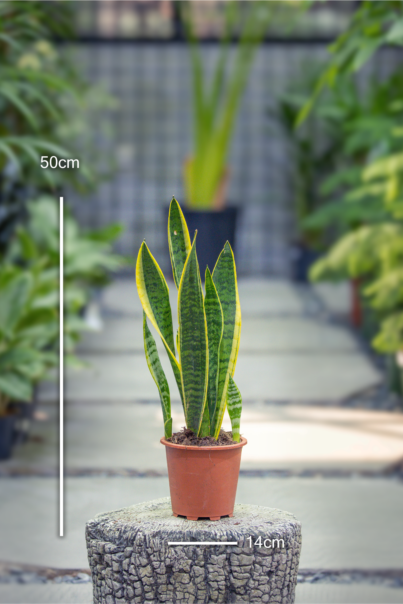 Sansevieria trif. Laurentii
