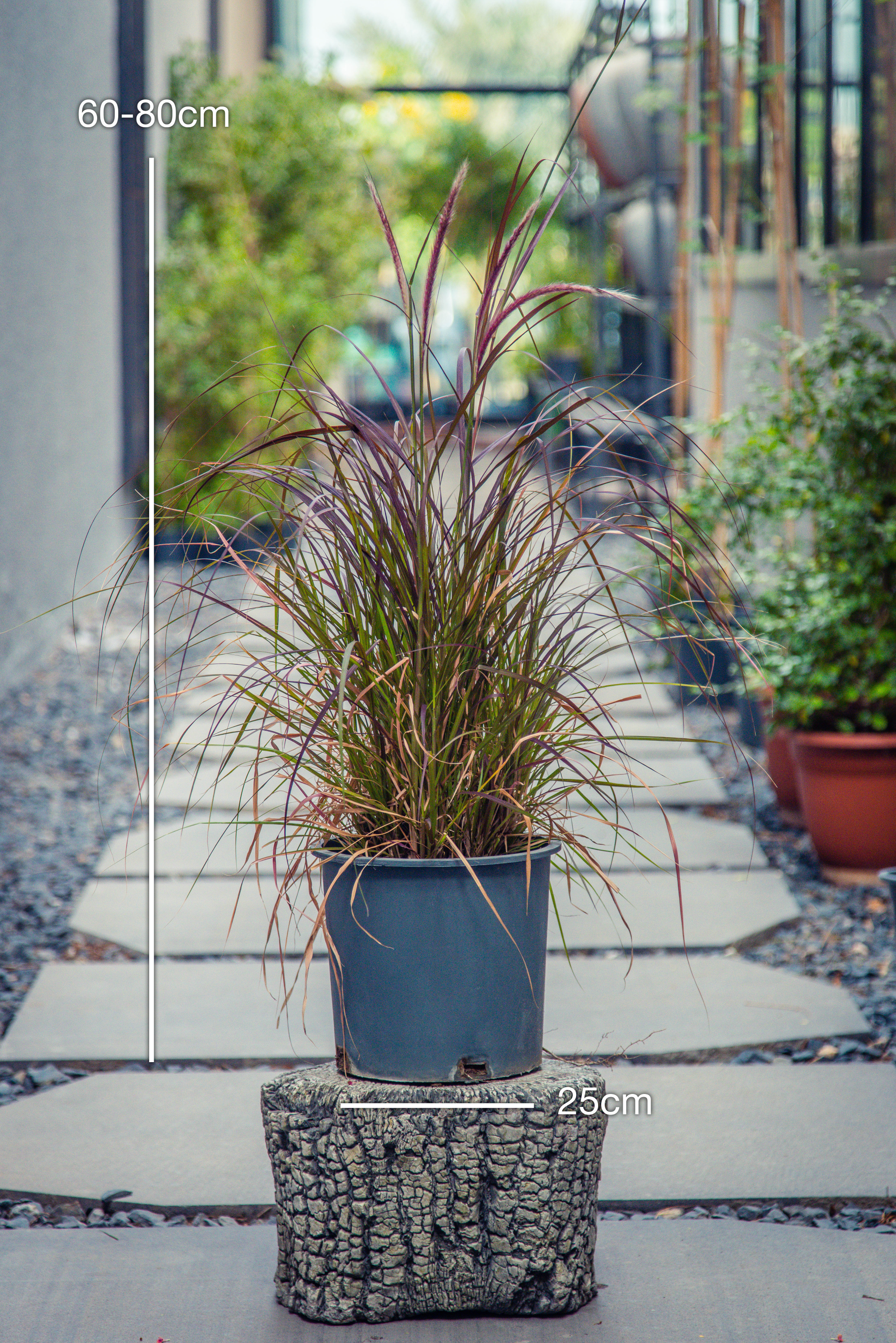 Pennisetum Setaceum 'Rubrum'