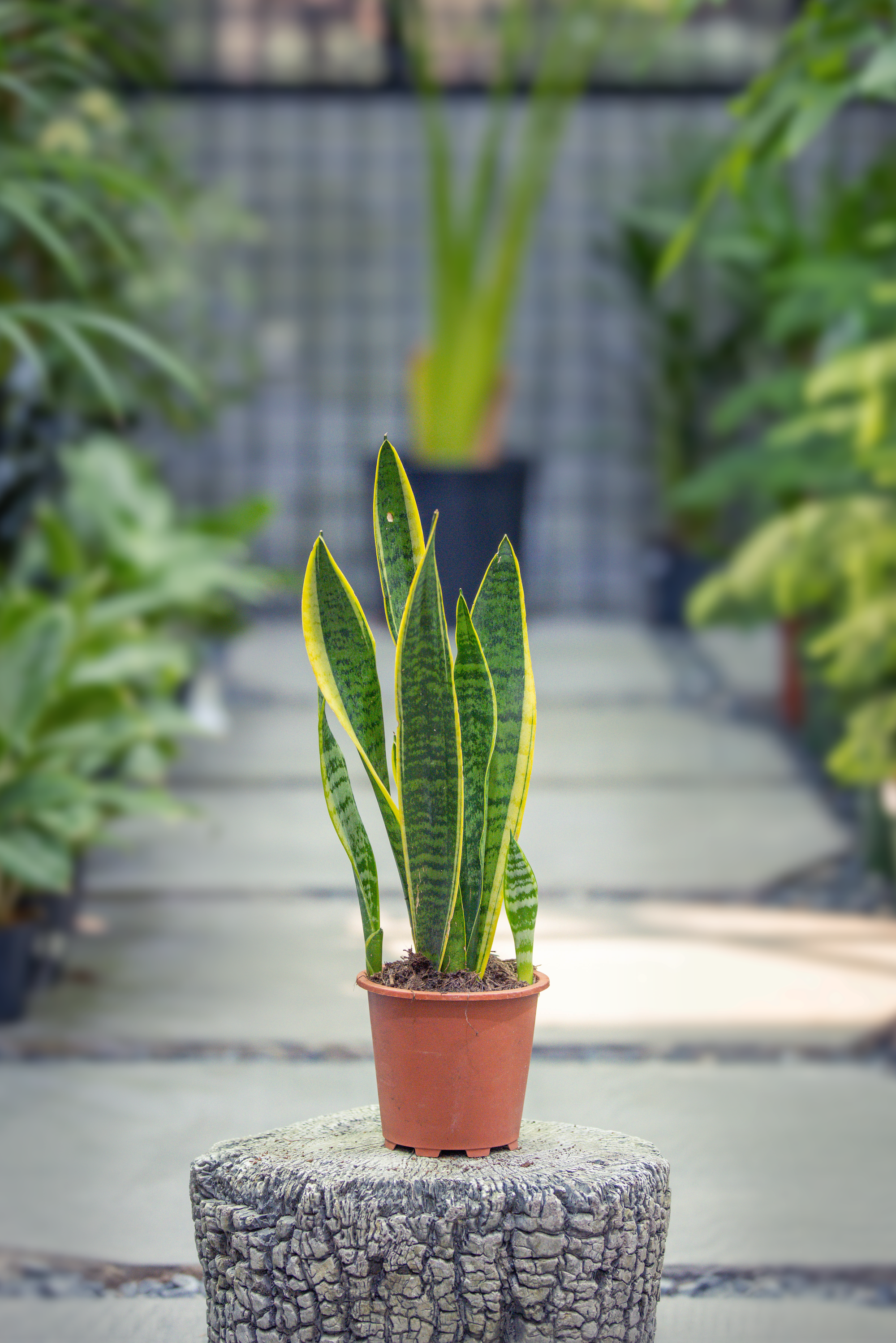 Sansevieria Trifasciata 'Laurentii'