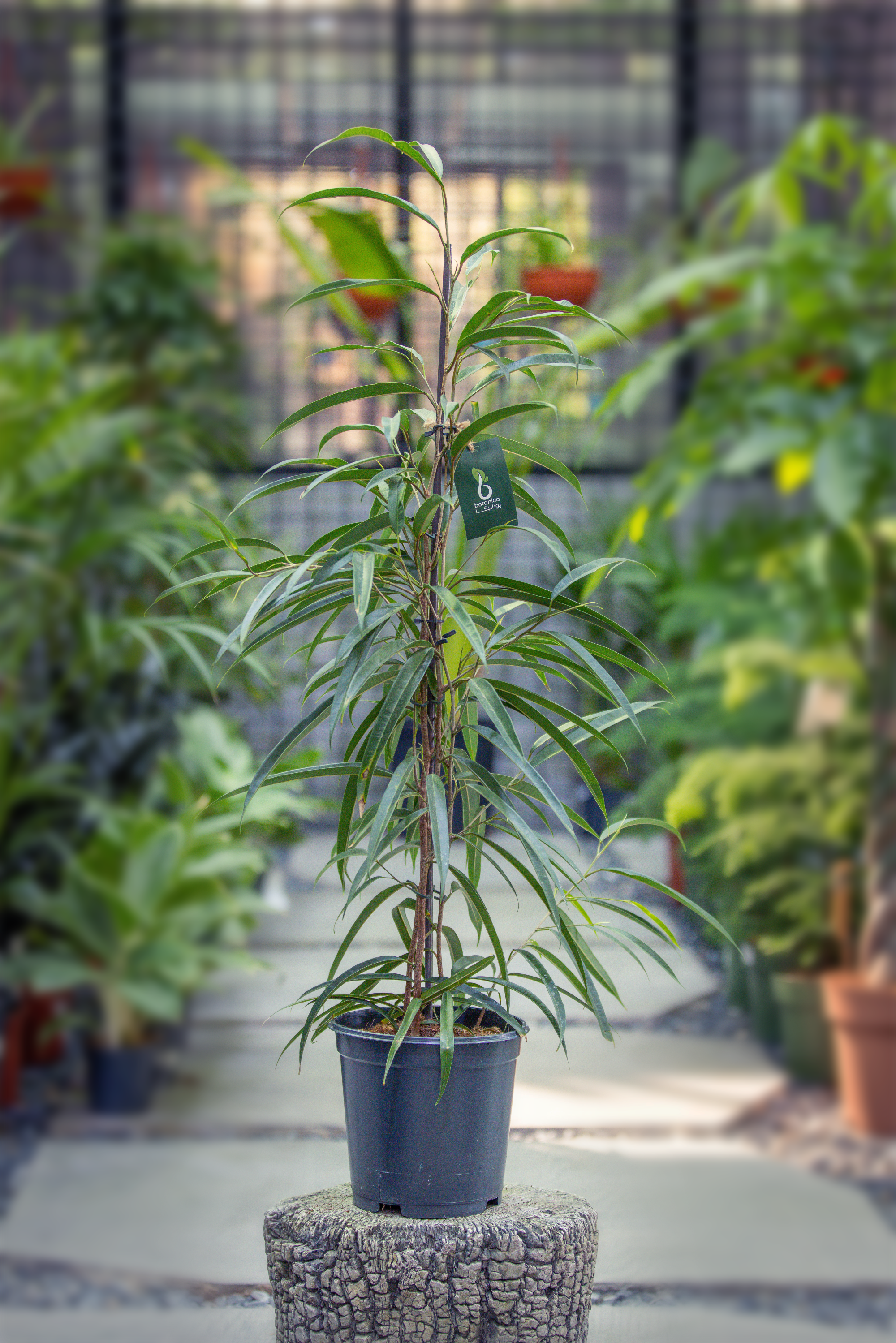 Ficus Alli