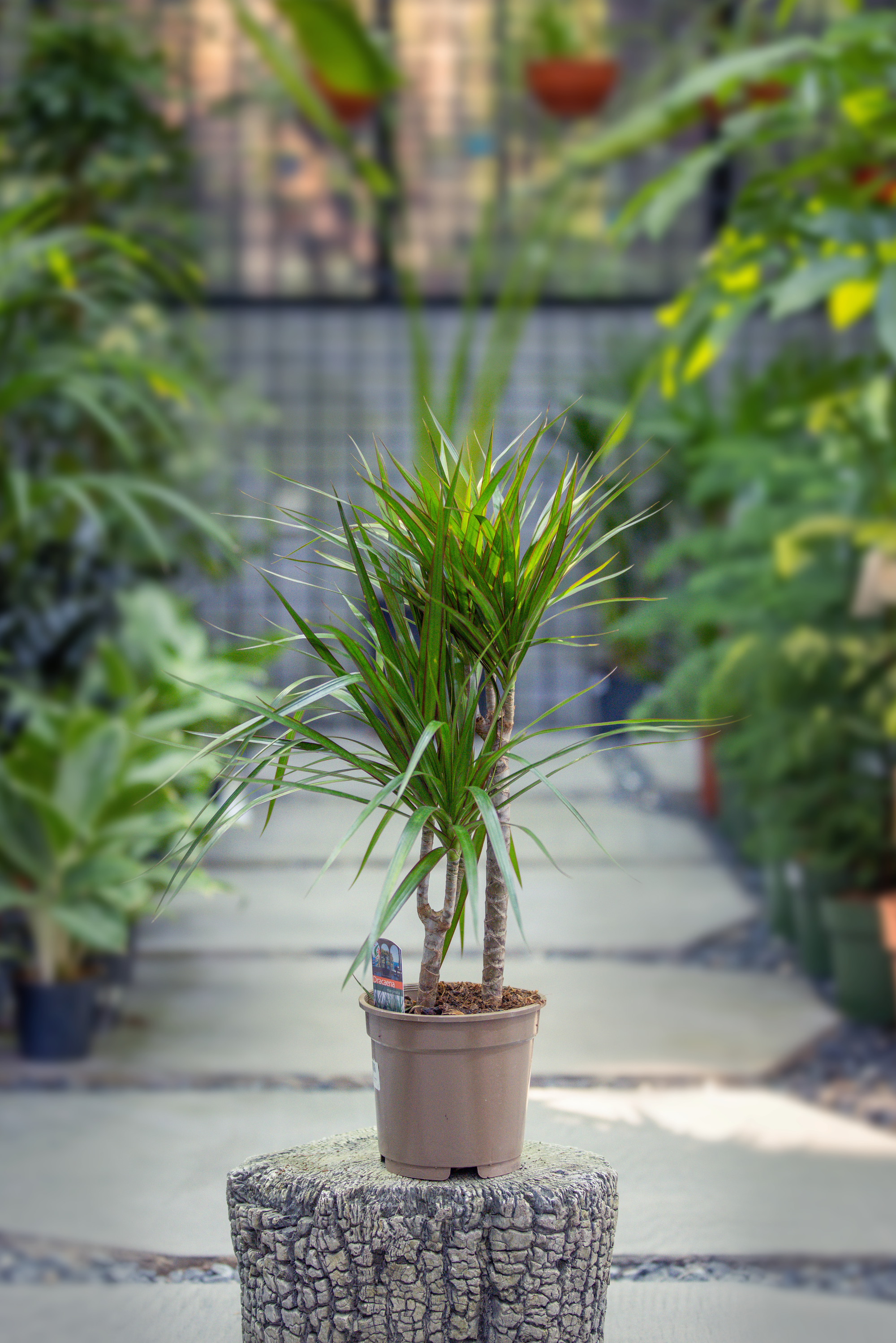 Dracaena Marginata 'Dragon Tree' - 2