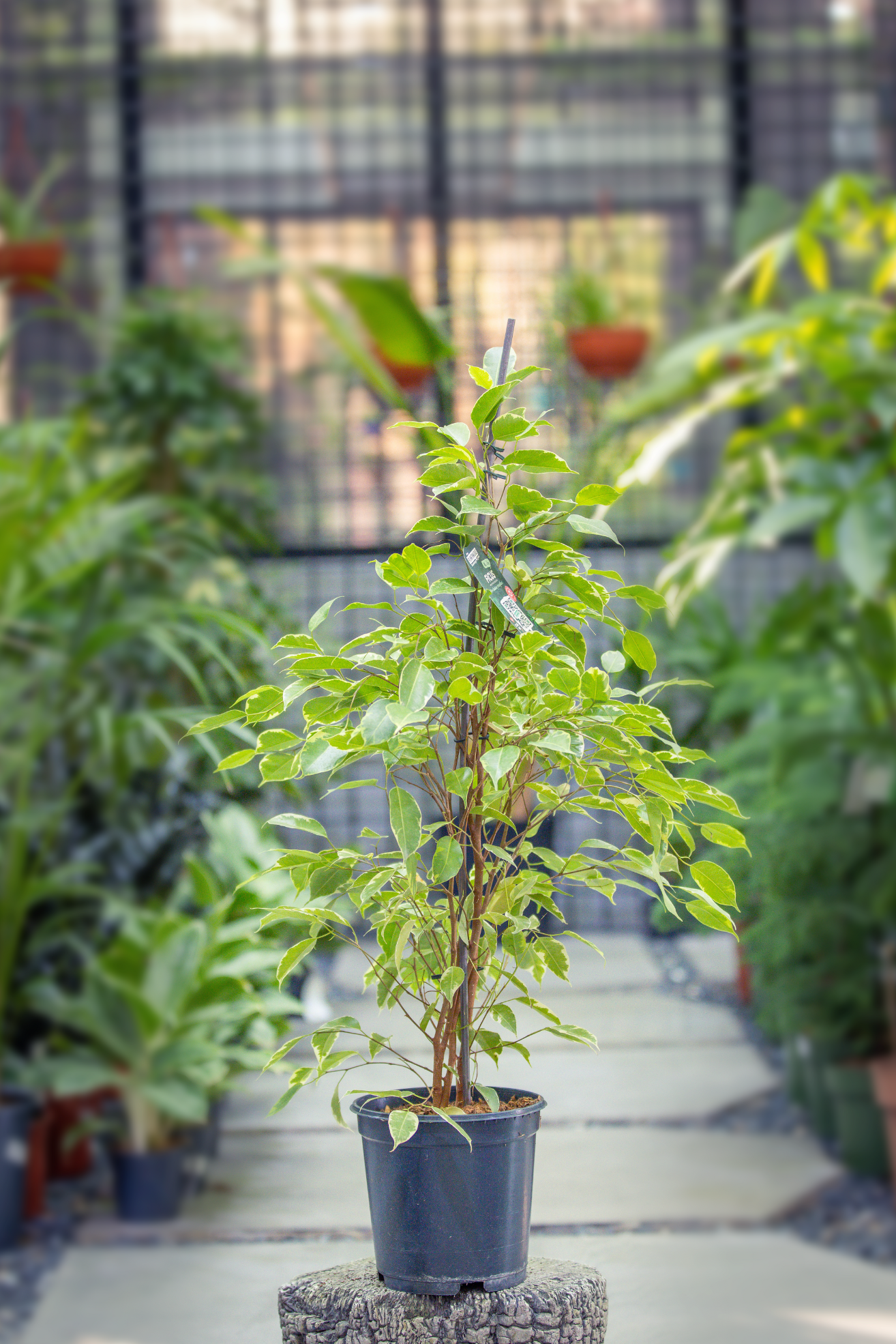 Ficus benj. golden king