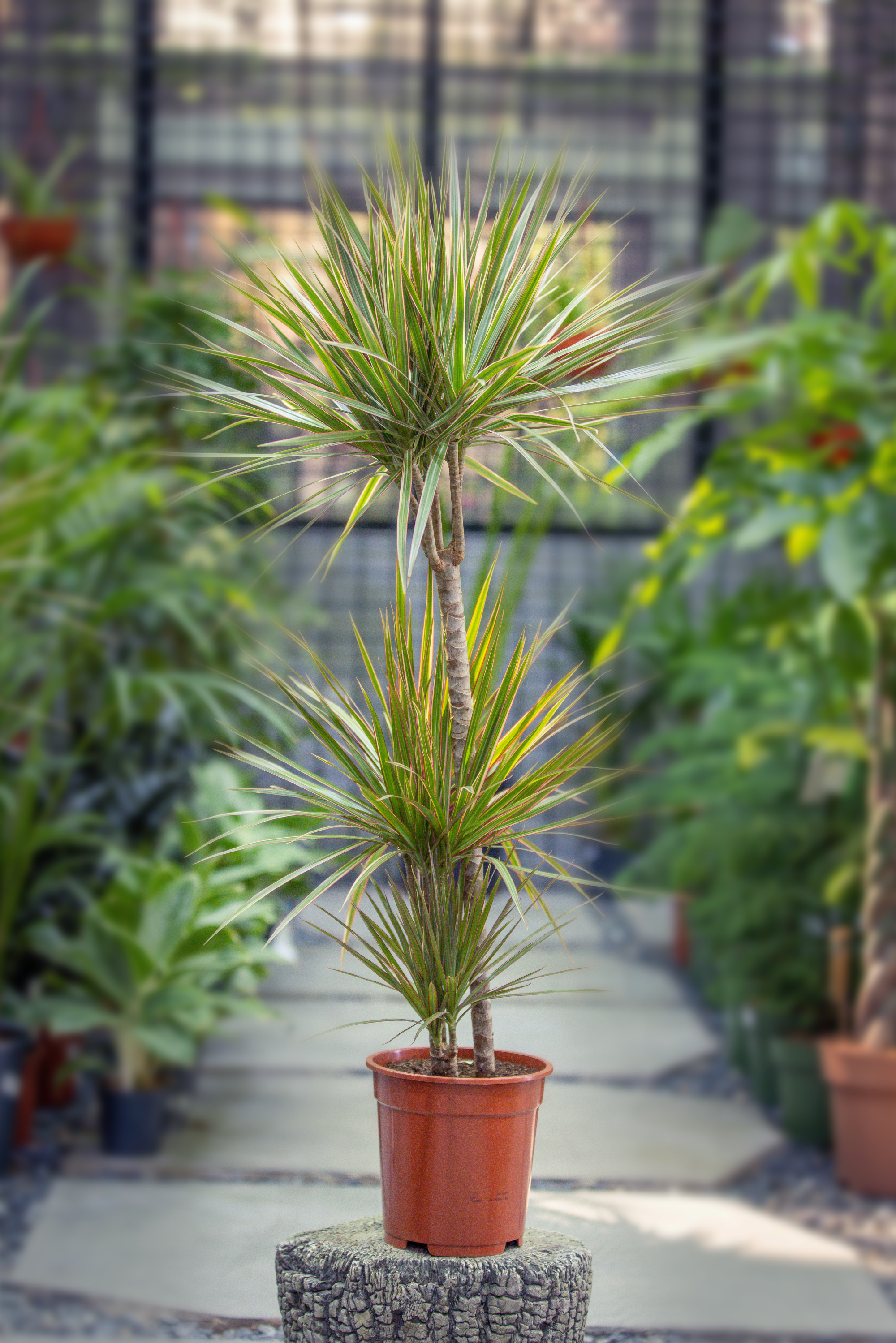 Dracaena Marginata 'Dragon Tree' - Bicolor