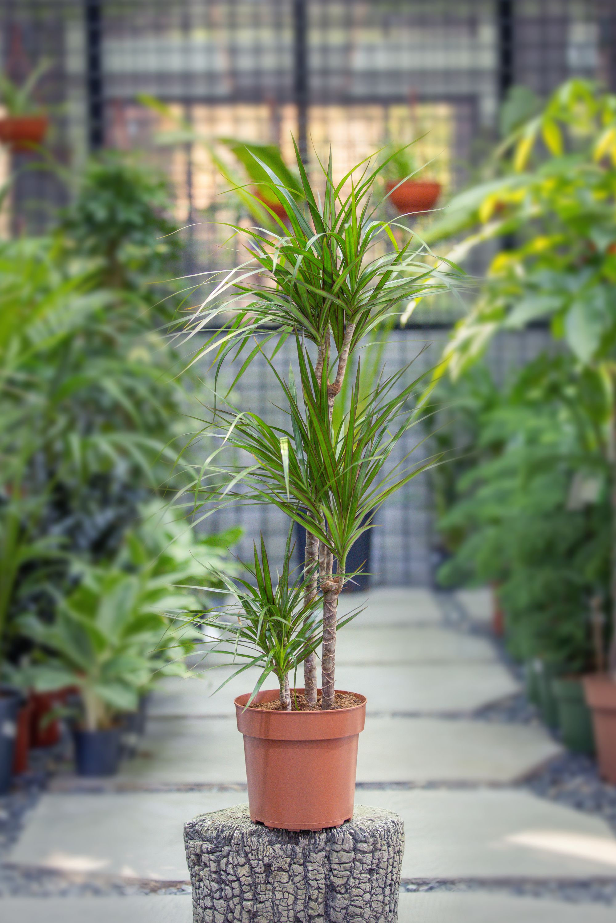 Dracaena marginata 'Dragon Tree'