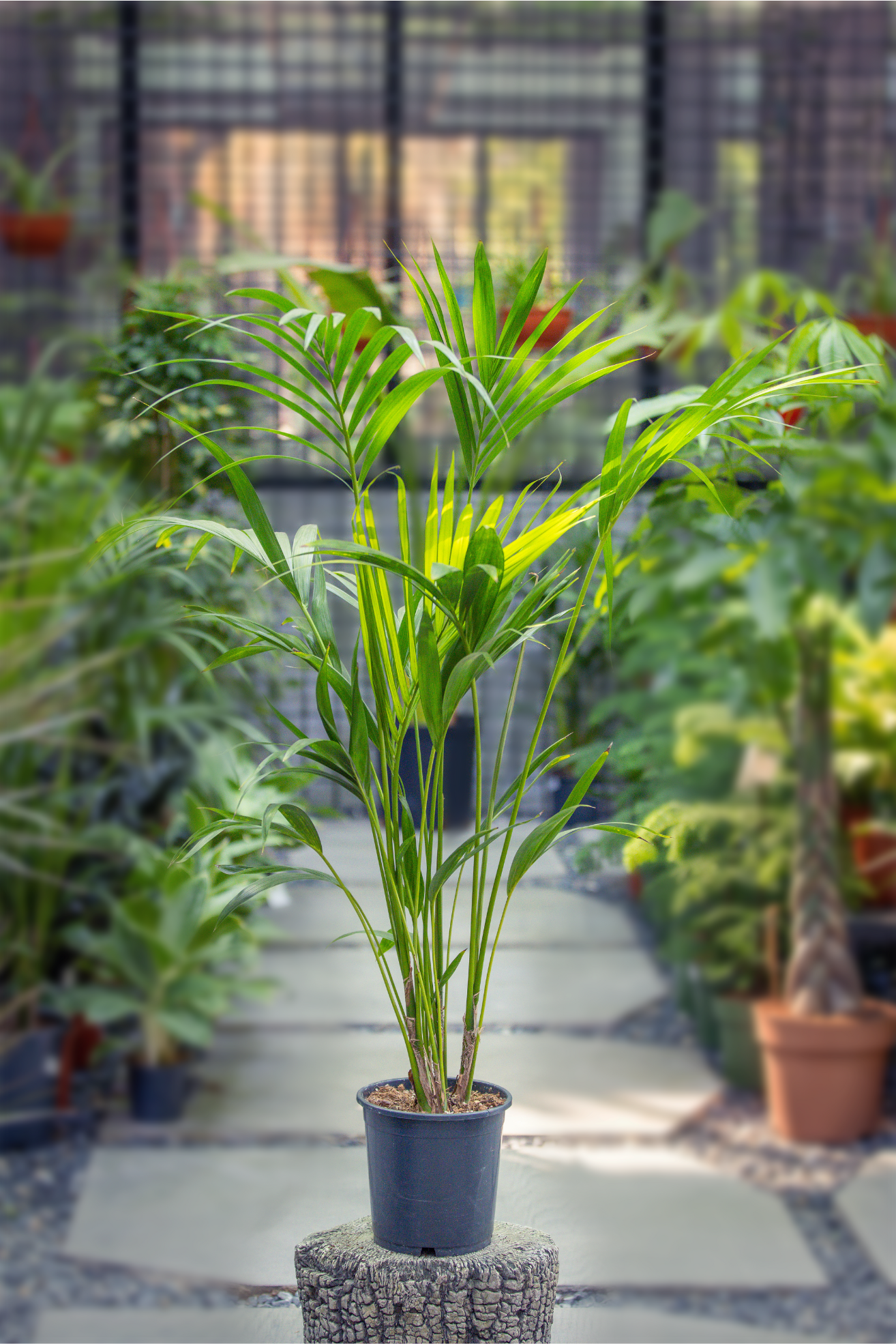 KENTIA Howea forsteriana