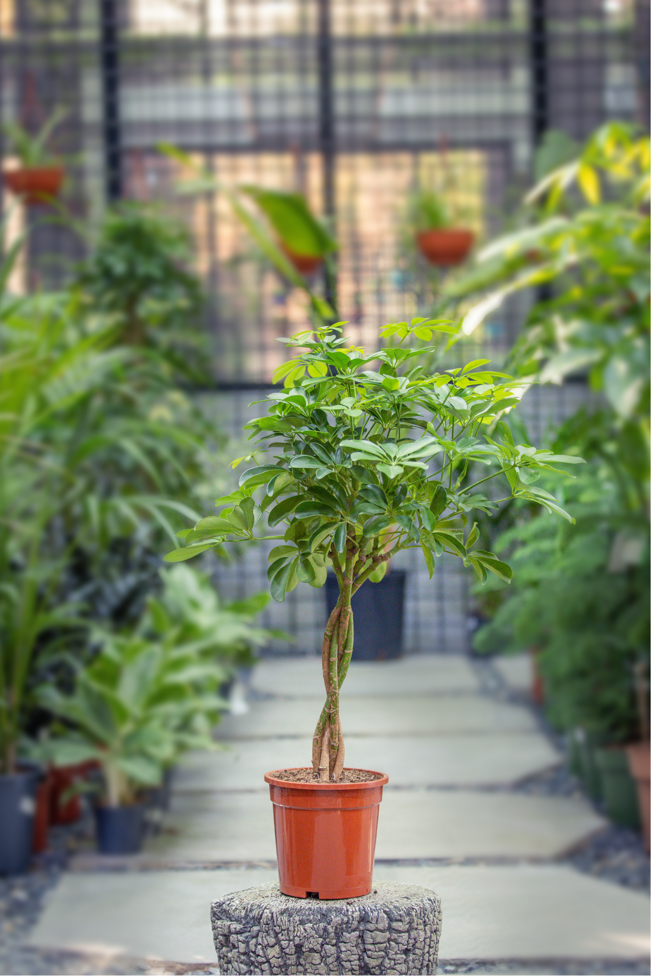 Schefflera arb. gold capella