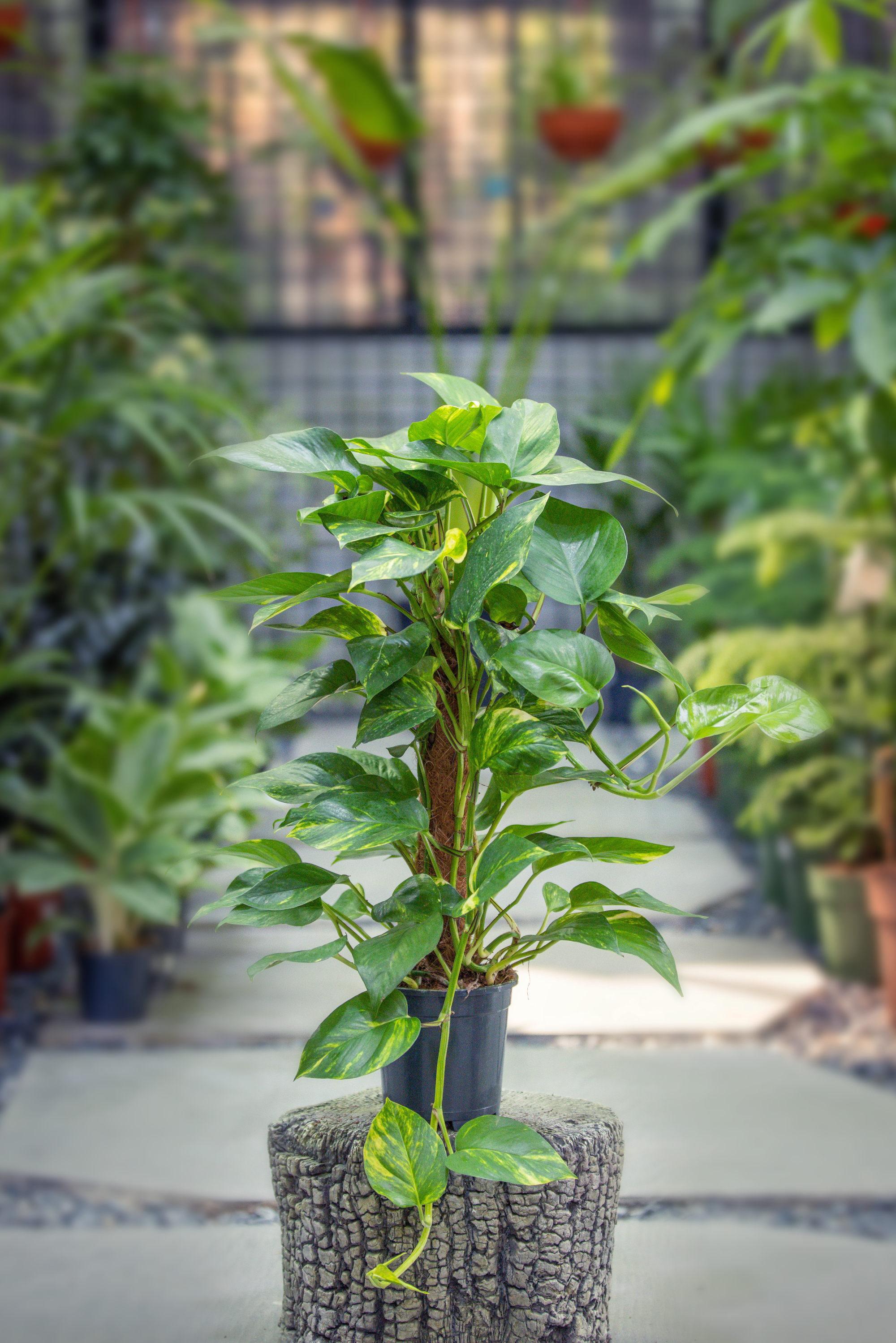 Epipremnum Pinnatum 'Mosstick' - 2