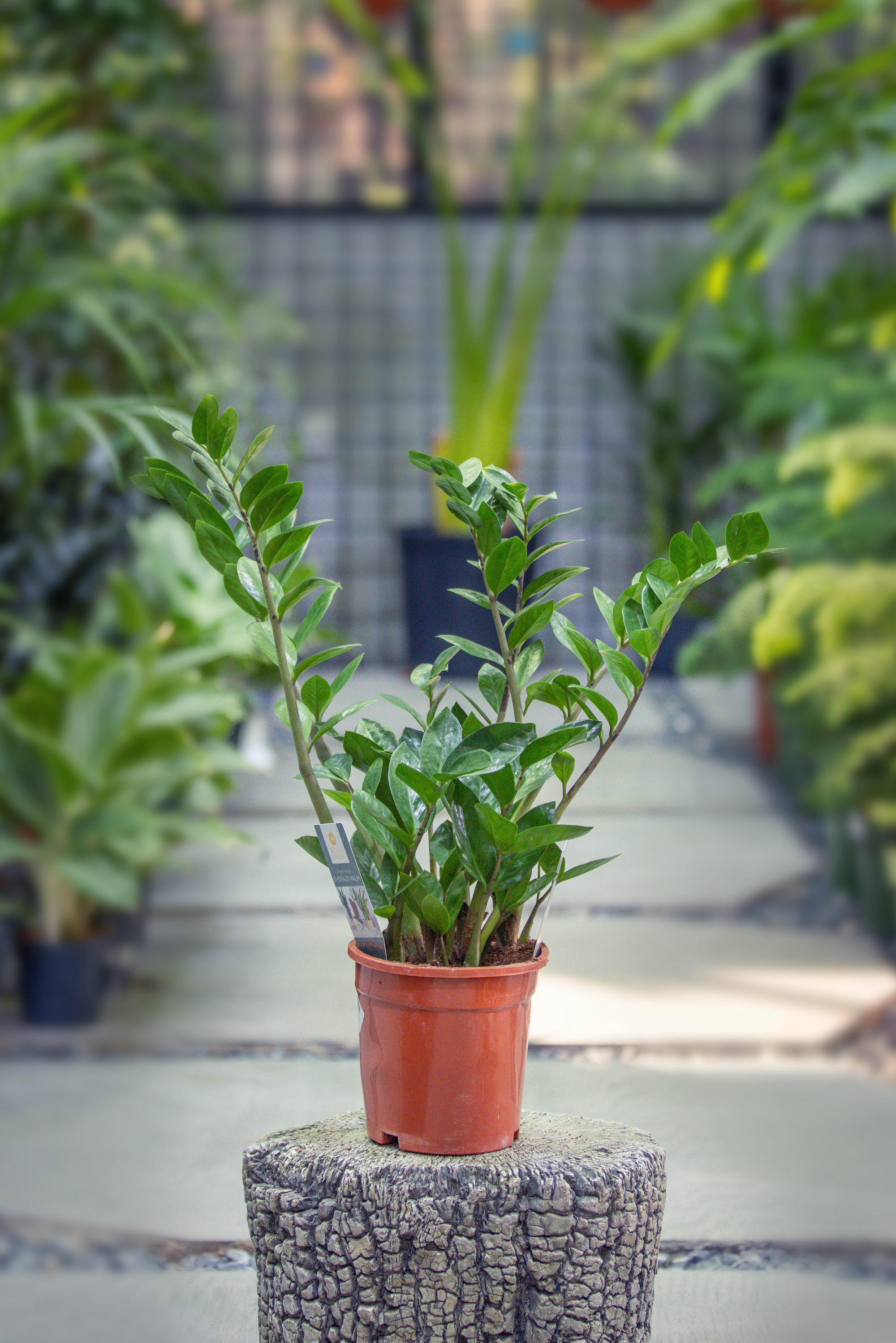 Zamioculcas Zamiifolia 'Zanzibar Gem'