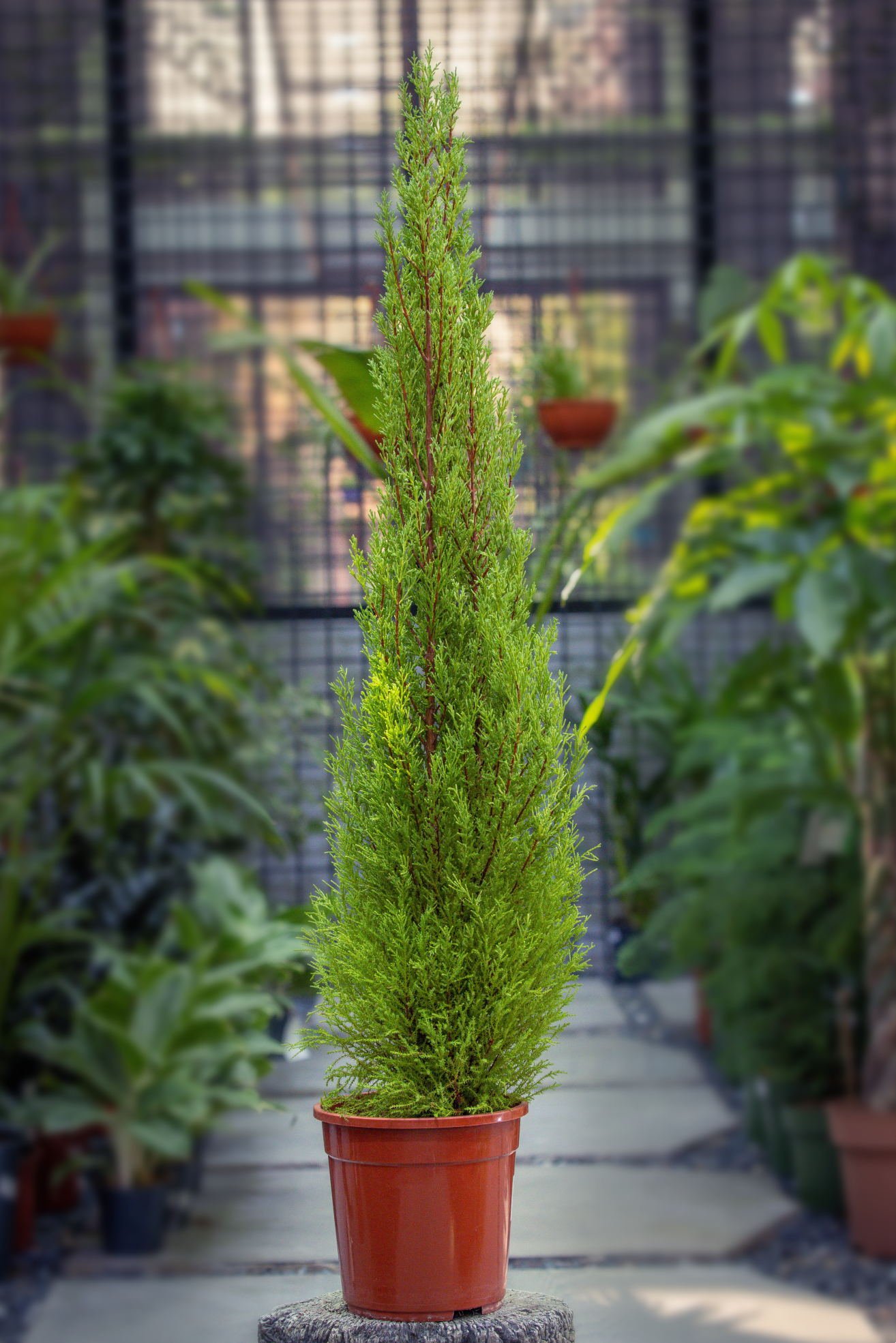 Cupressus macr. goldcrest wilma