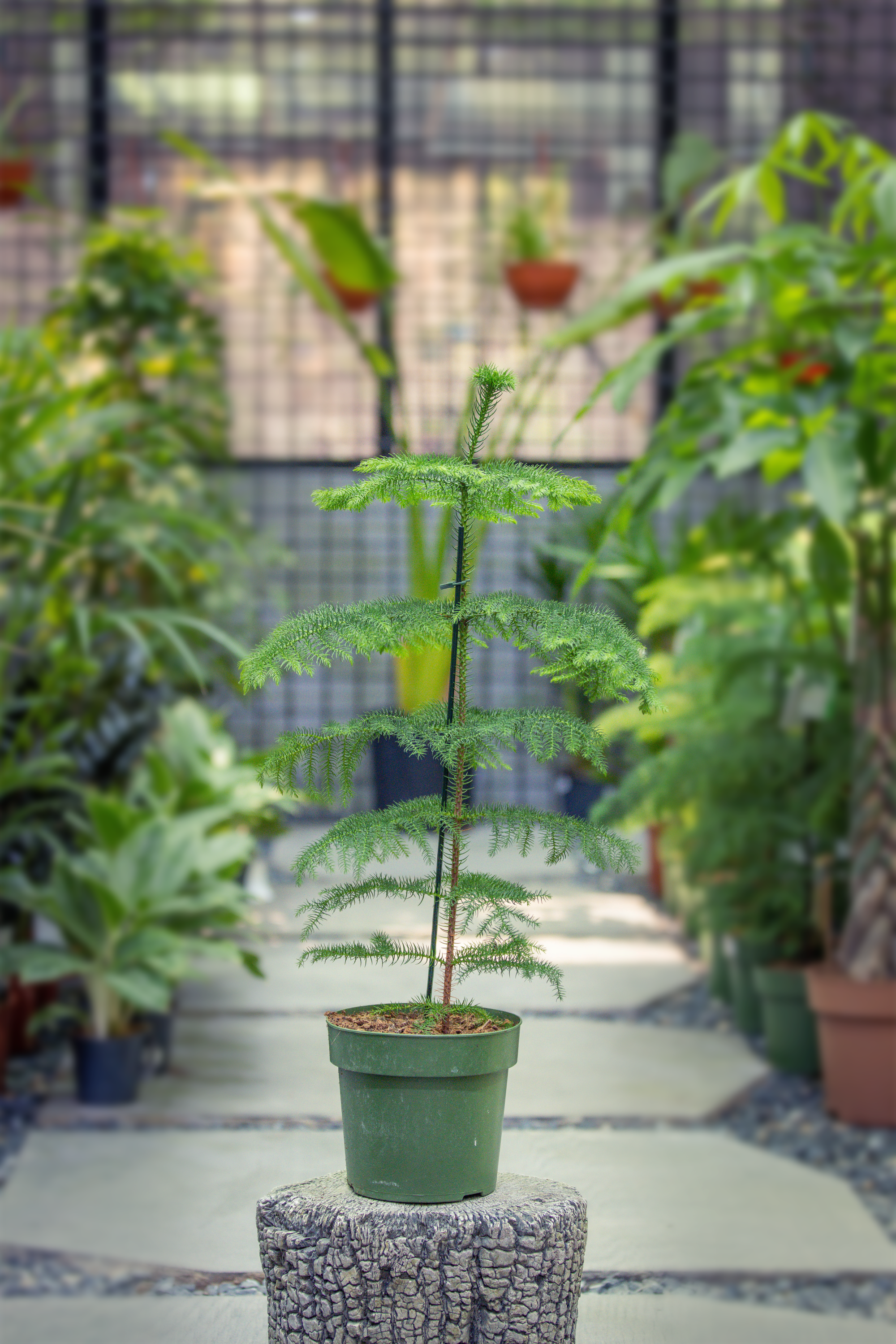 Araucaria Heterophylla