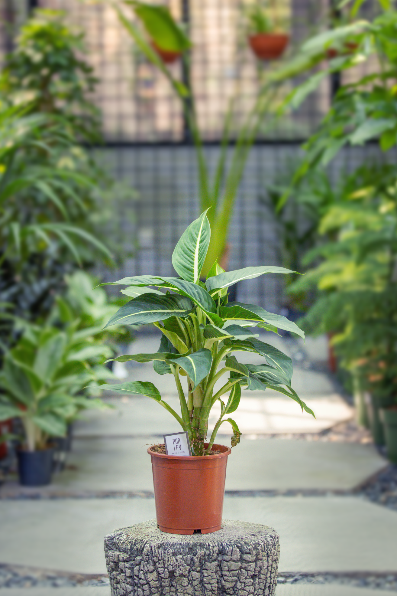 Dieffenbachia ( Green Magic )