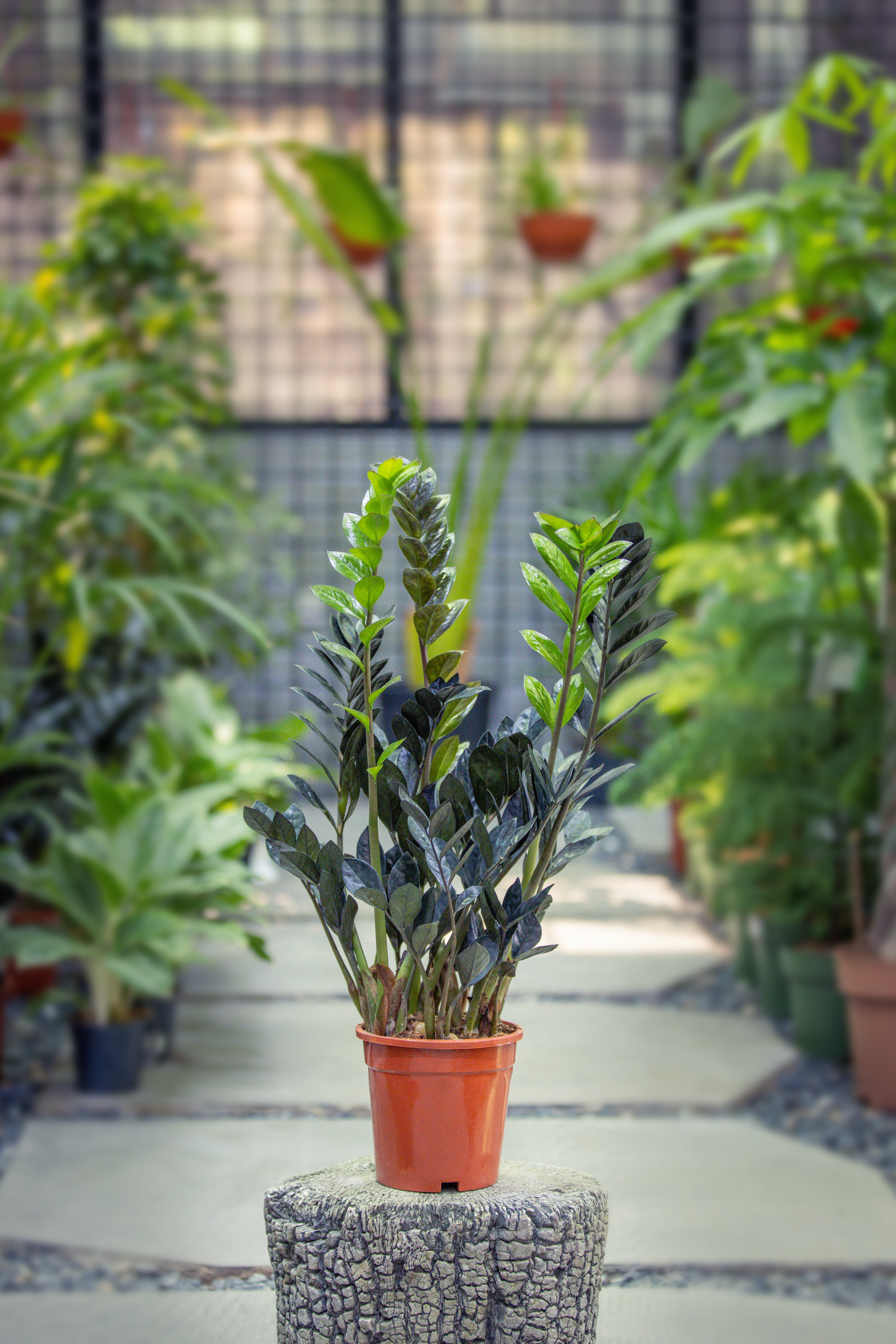 Zamioculcas Zamiifolia 'Raven'