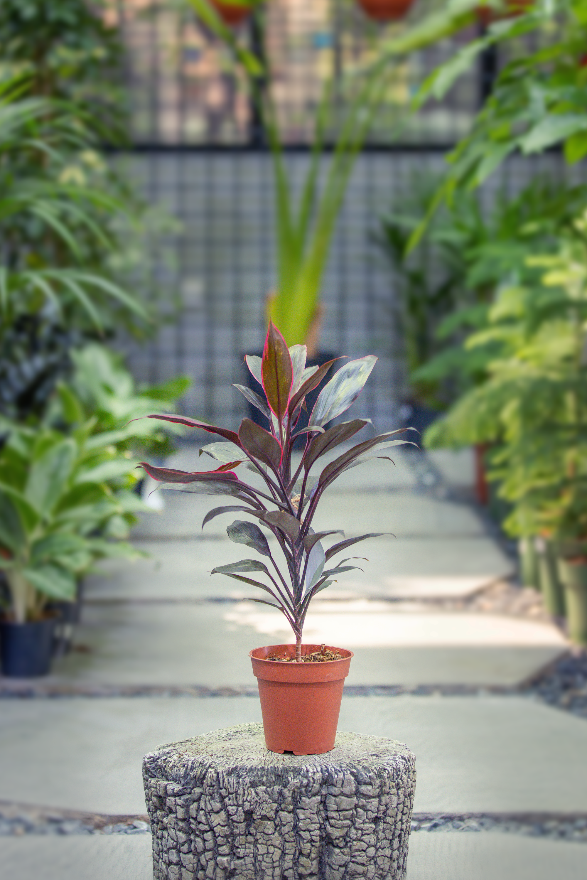 Cordyline Fruticosa 'Tango'