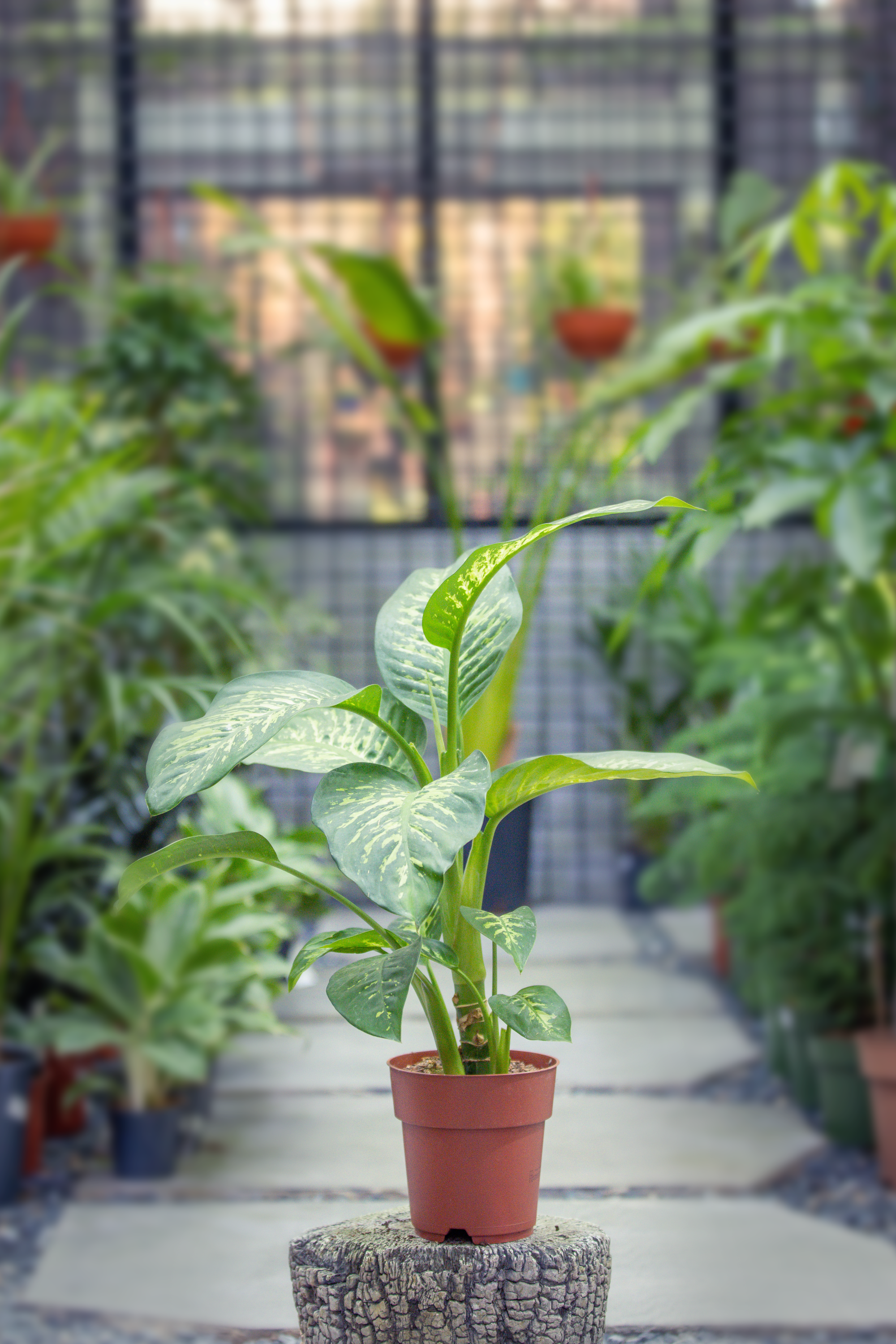 Dieffenbachia Seguine 'Tropic Snow'