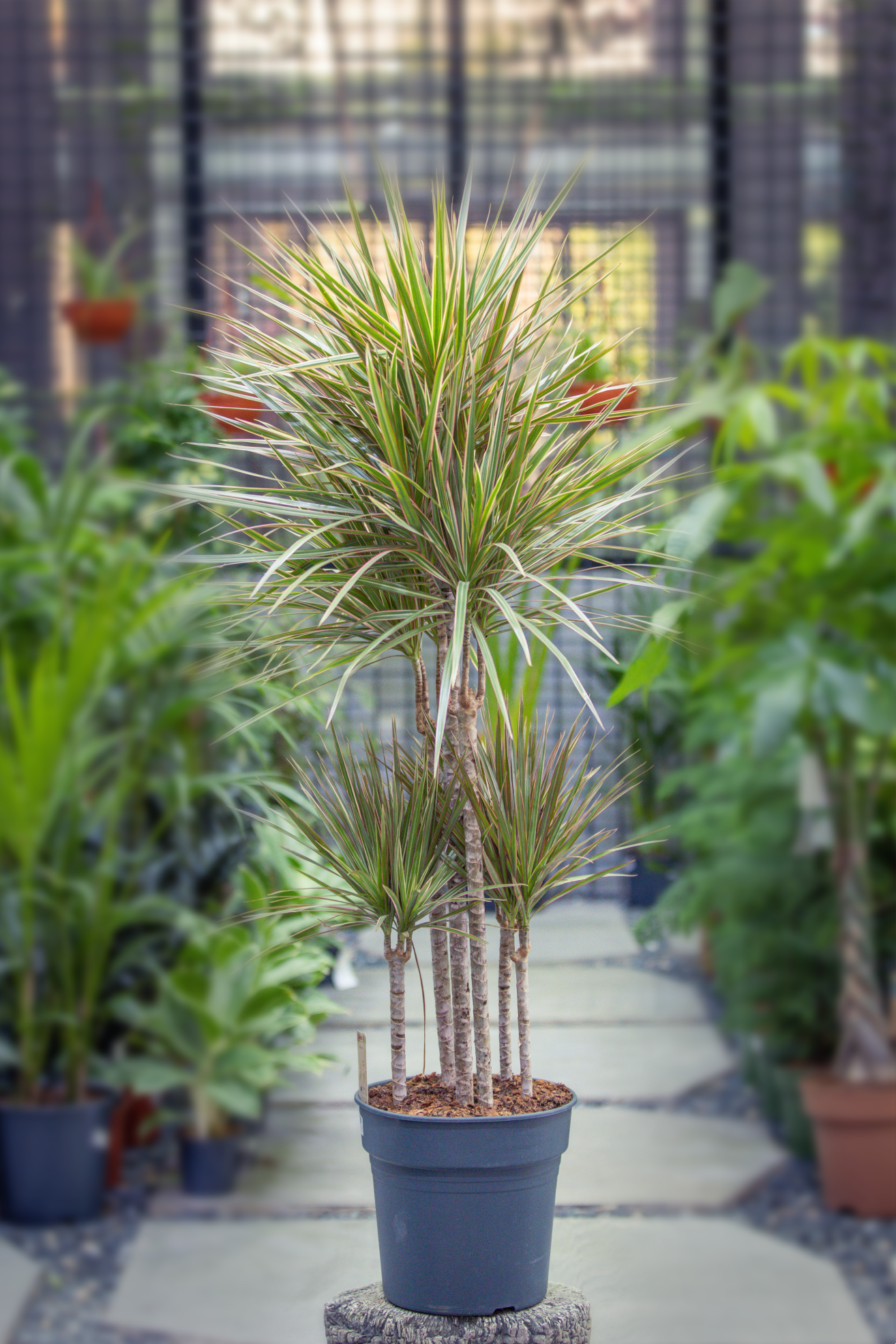 Dracaena marg. Bicolor