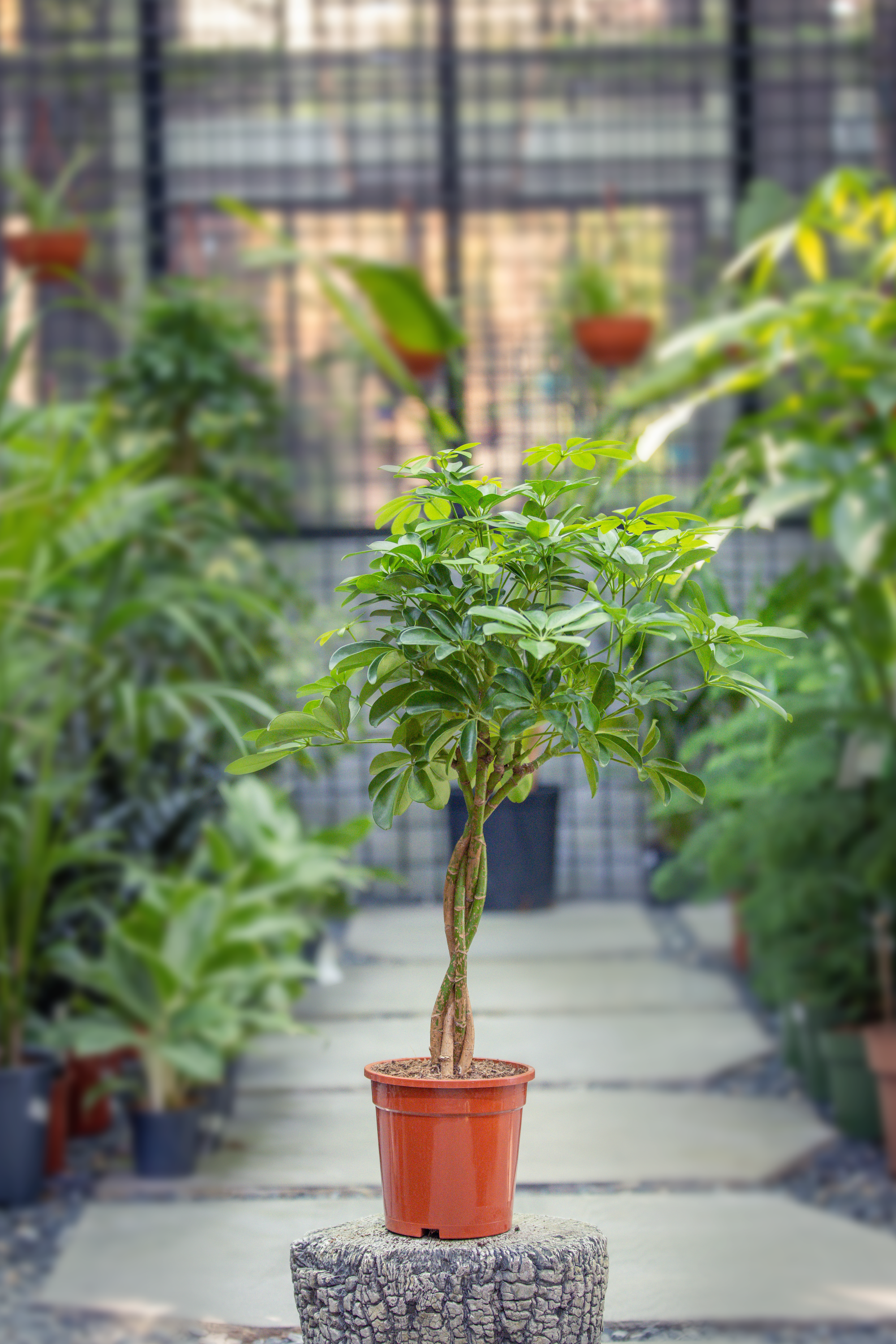 Schefflera Arboricola 'Gold Capella'