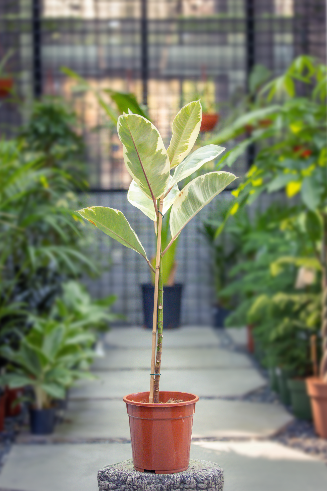 Ficus elastica tineke