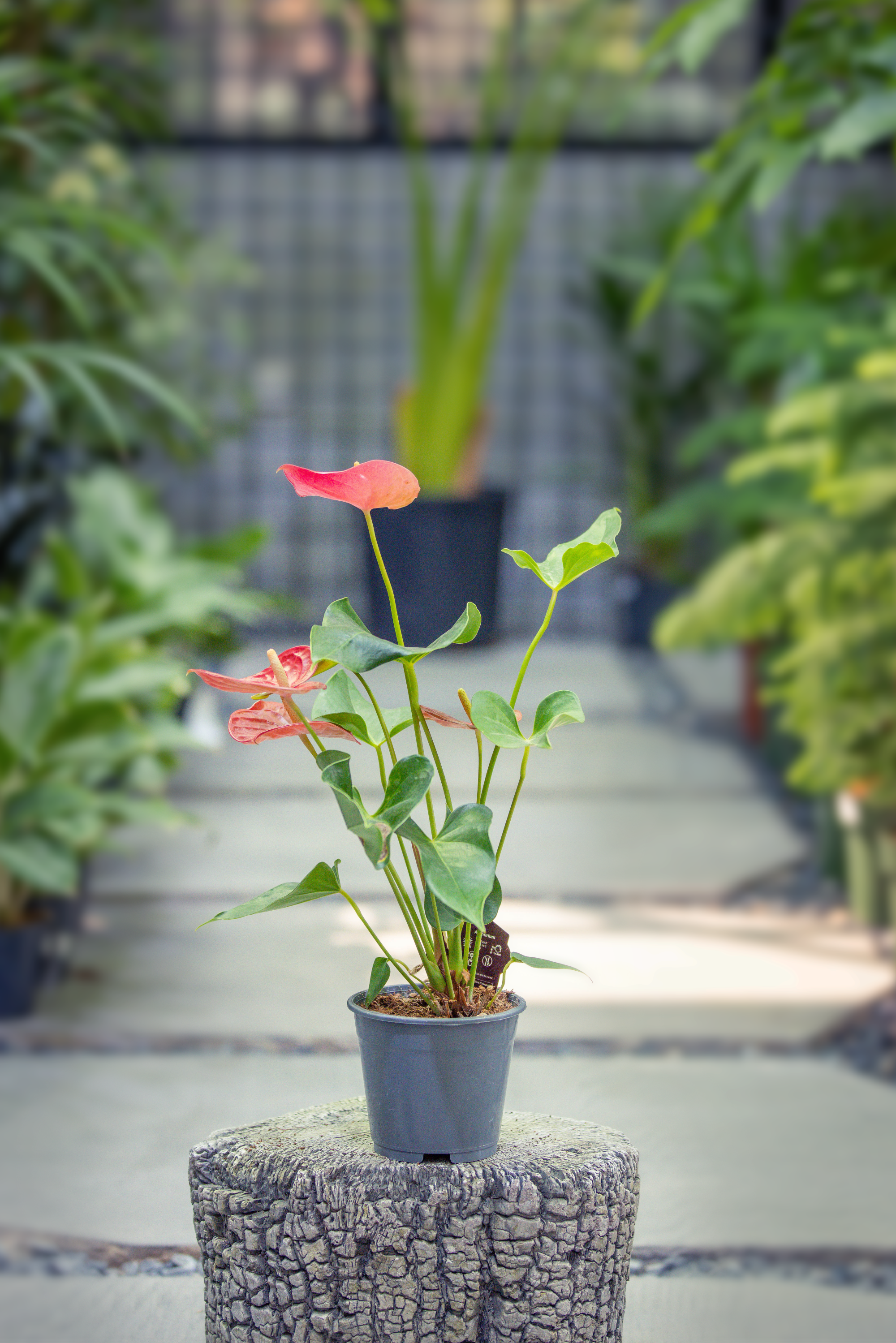 Anthurium Casparo