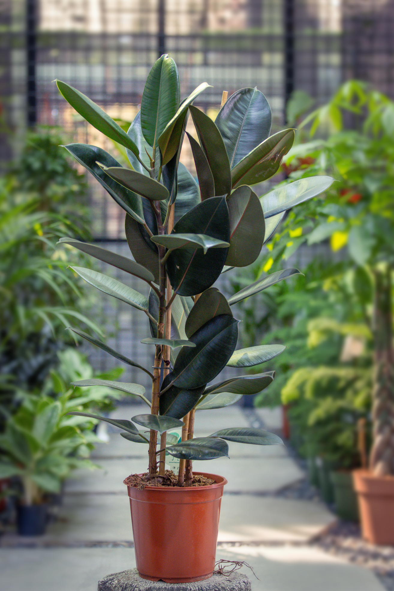 Ficus elastica abidjan