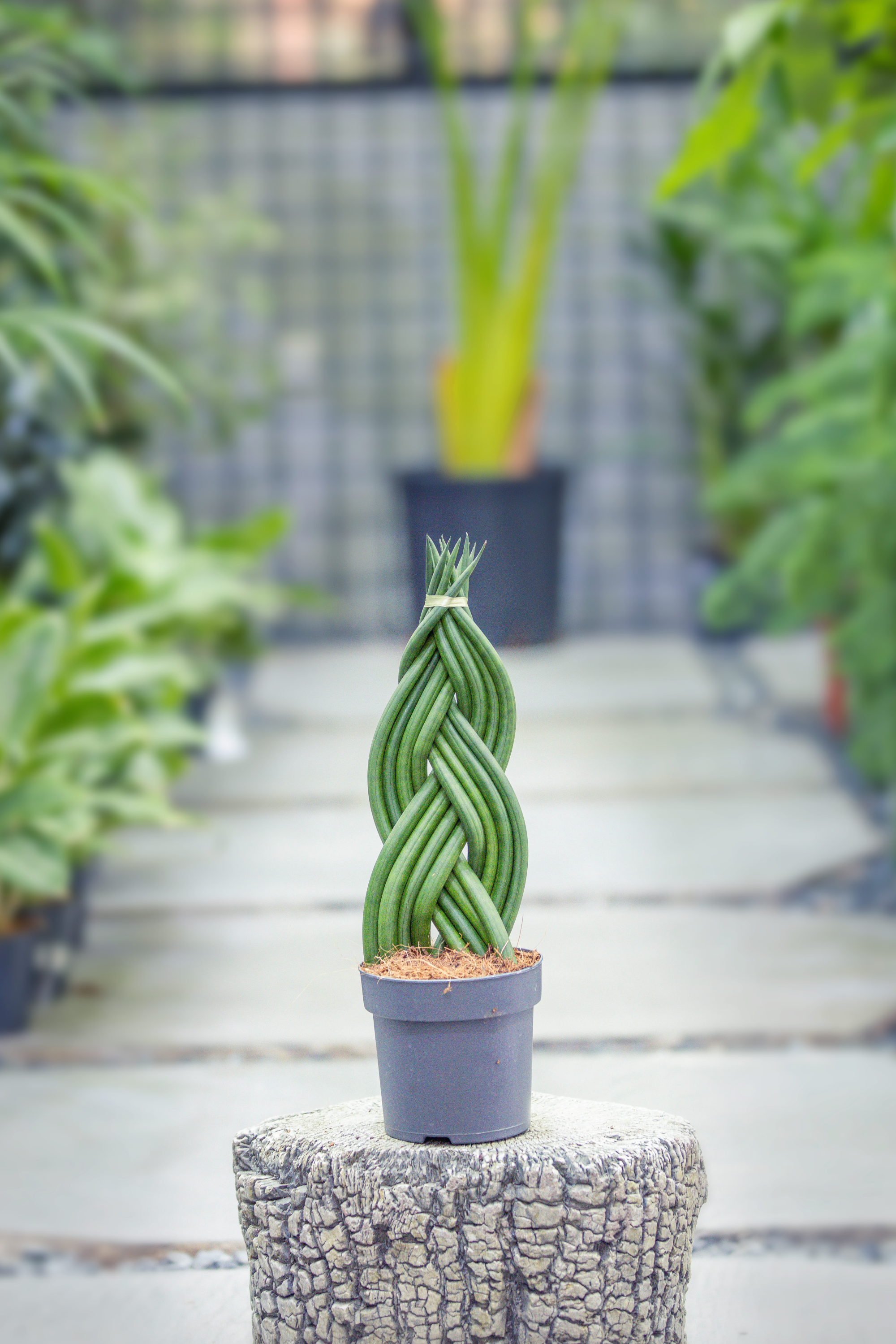 Sansevieria Cylindrica 'Twist'