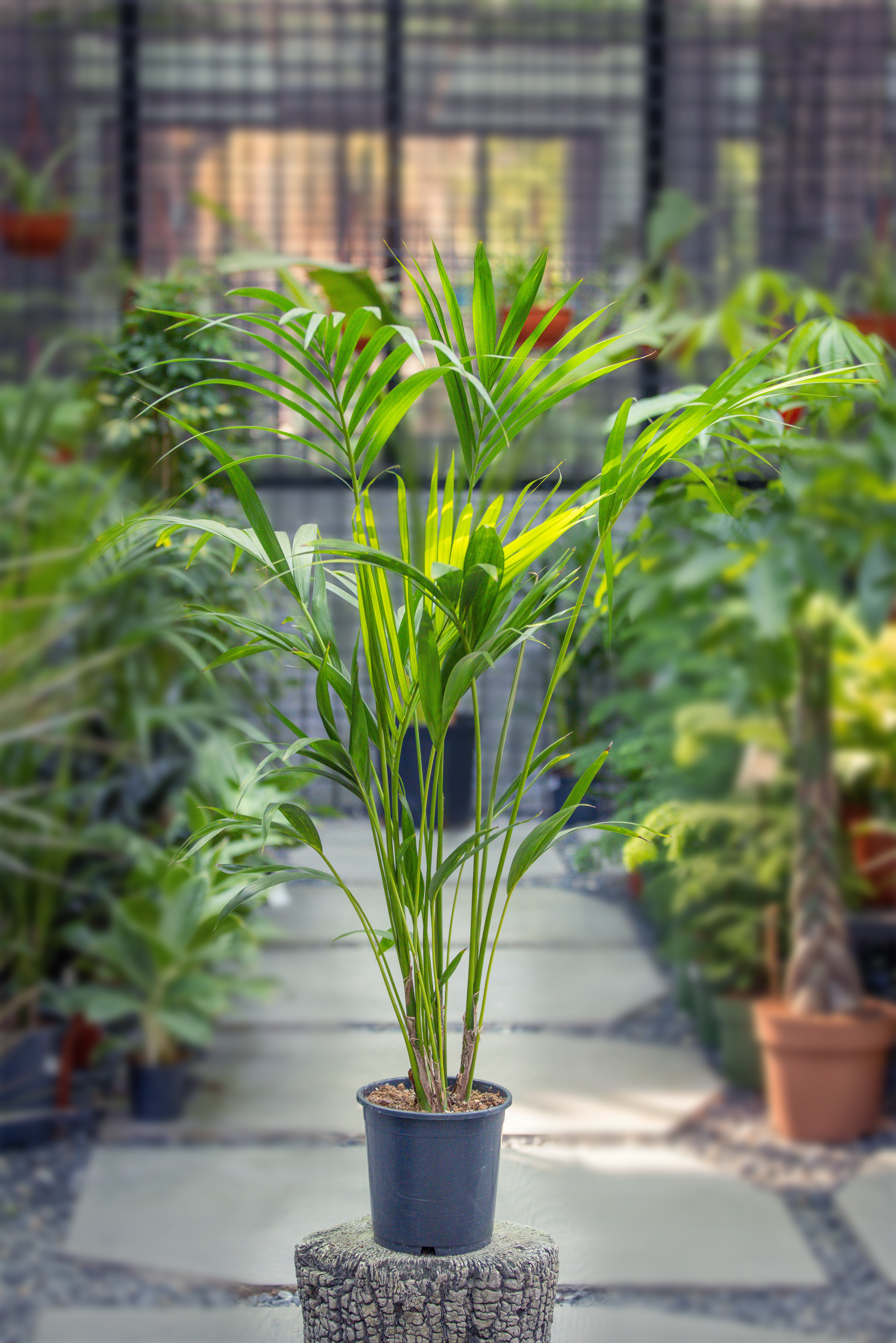 Howea Forsteriana 'Kentia Palm'