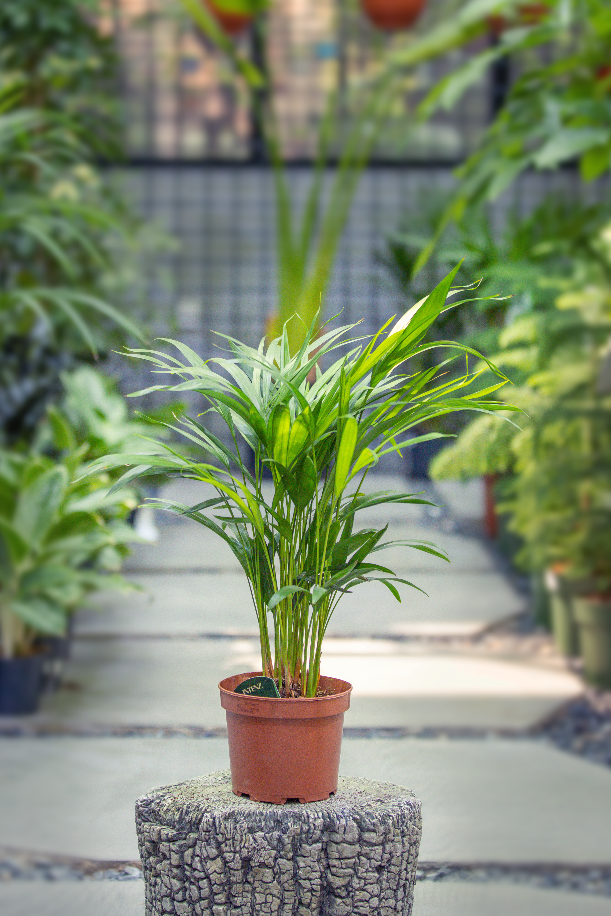 Dypsis Lutescens