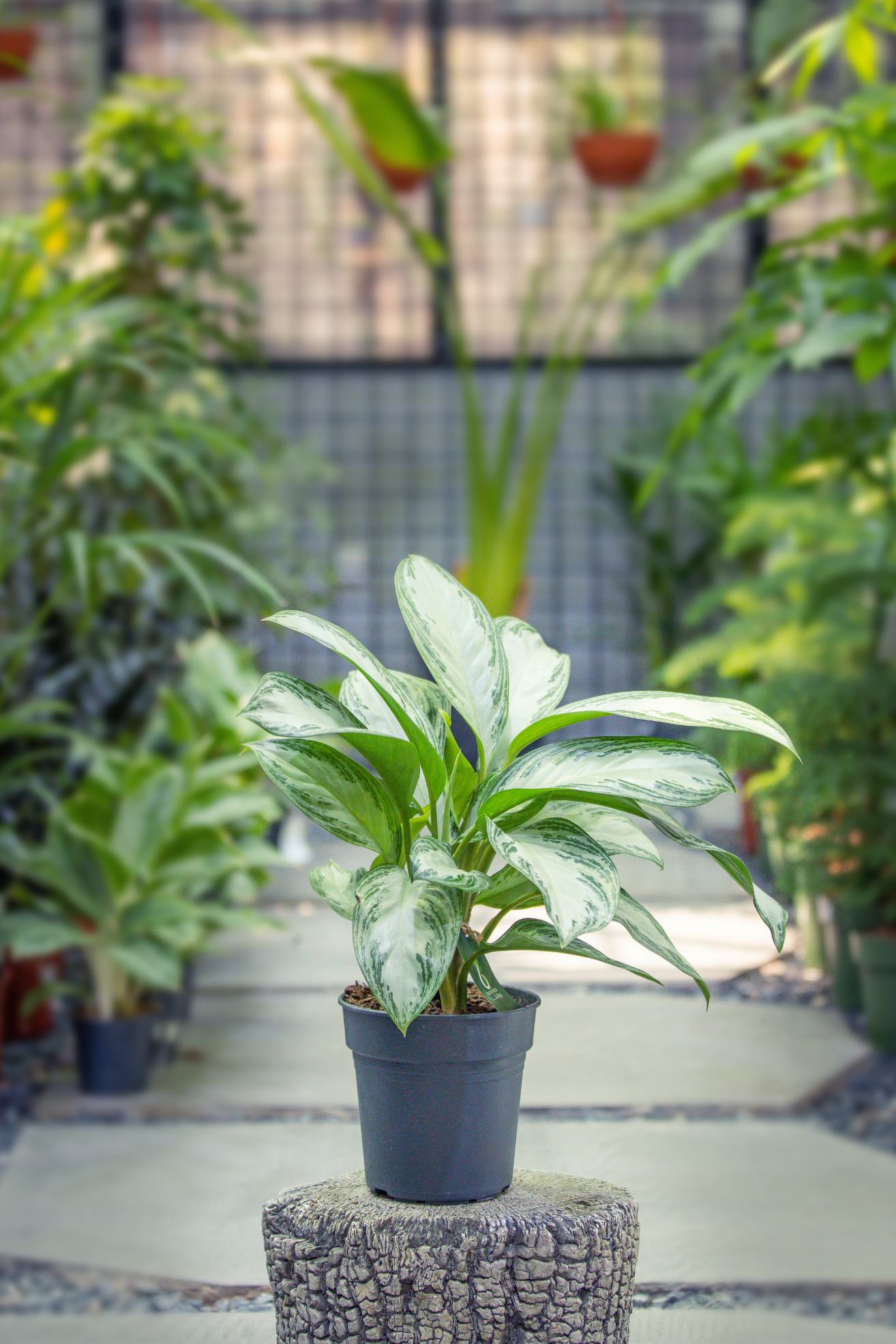 Aglaonema mixed