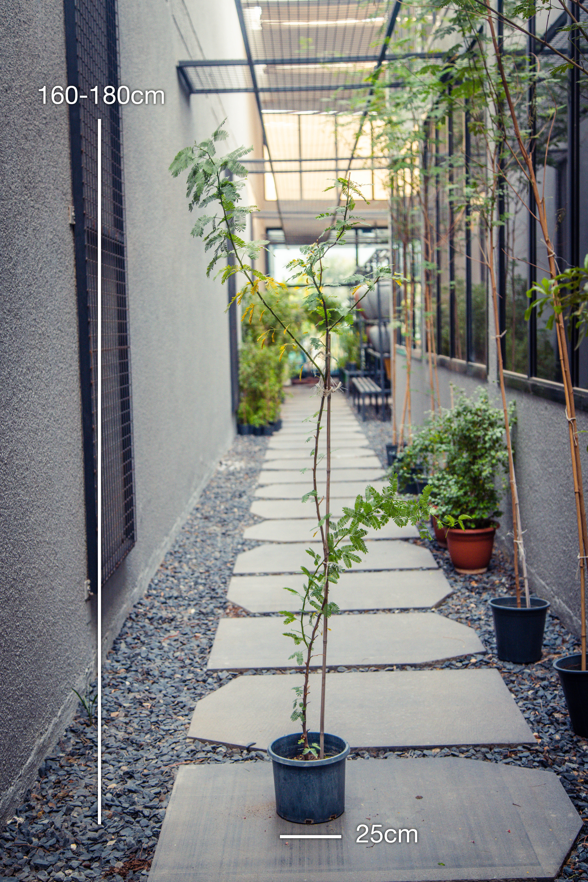 Prosopis