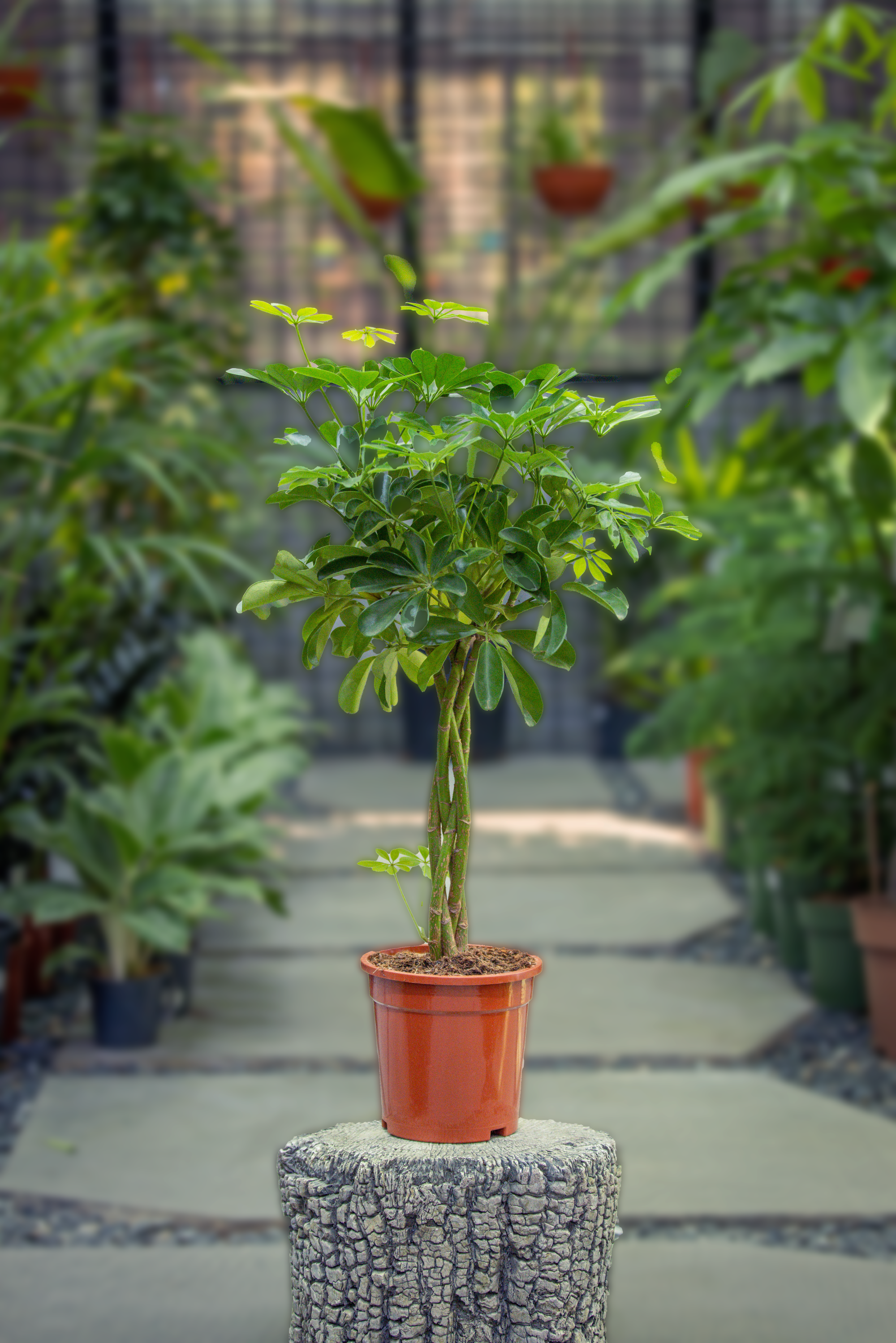 Schefflera Arboricola 'Nora'