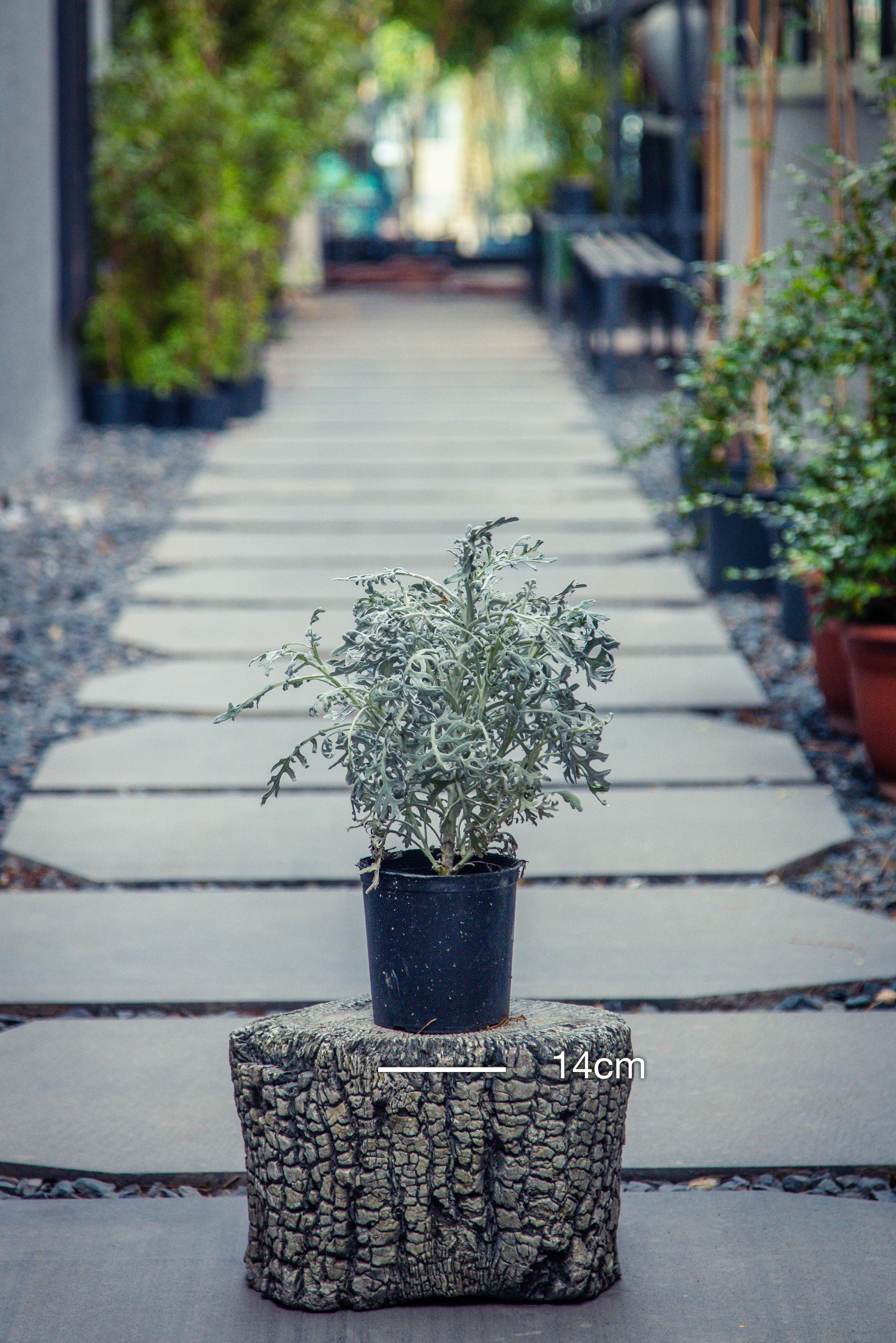 Senecio Cineraria