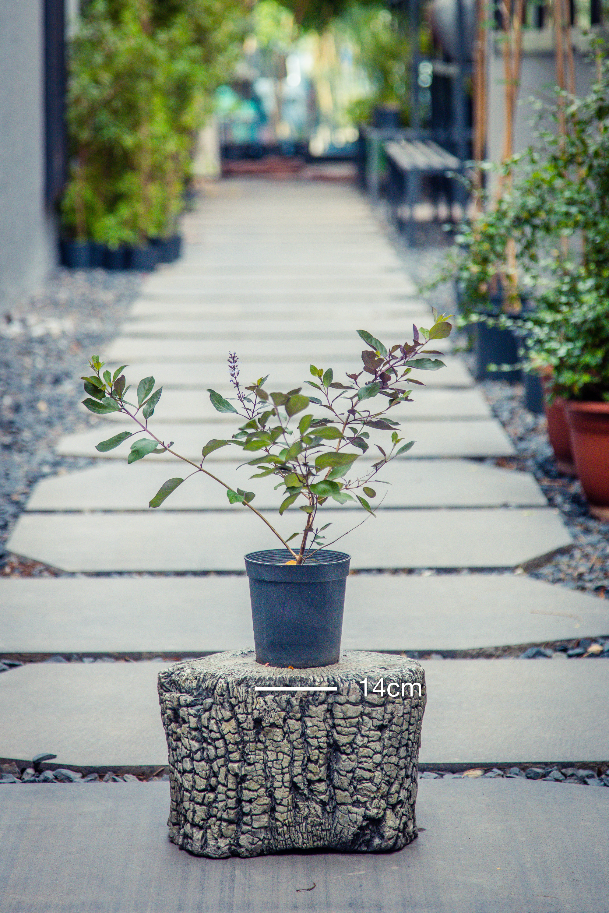 Vitex Trifolia 'Indian Privet'