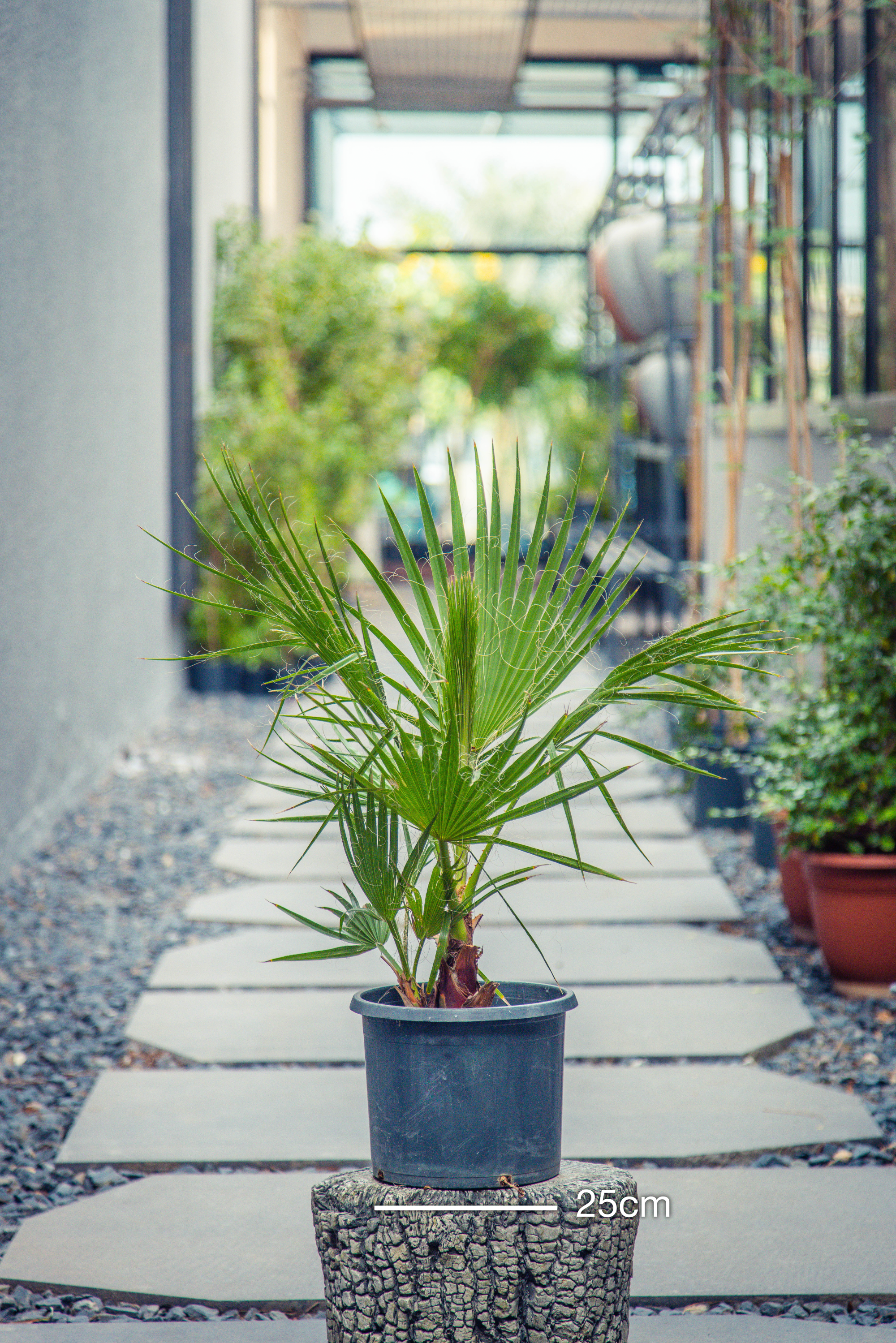Washingtonia Robusta 'Mexican Fan Palm'