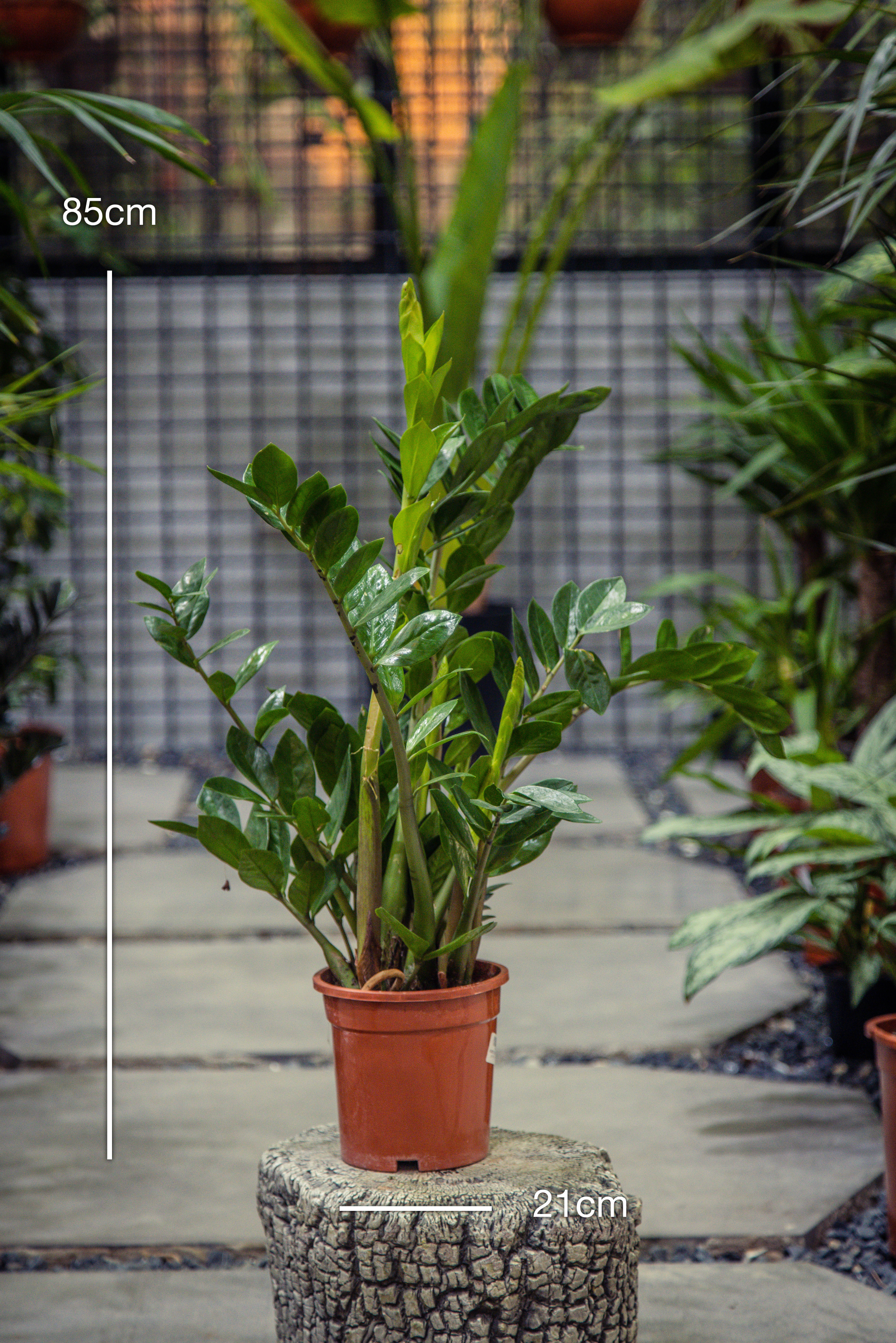 Zamioculcas Zamiifolia 'Zanzibar Gem' - 2