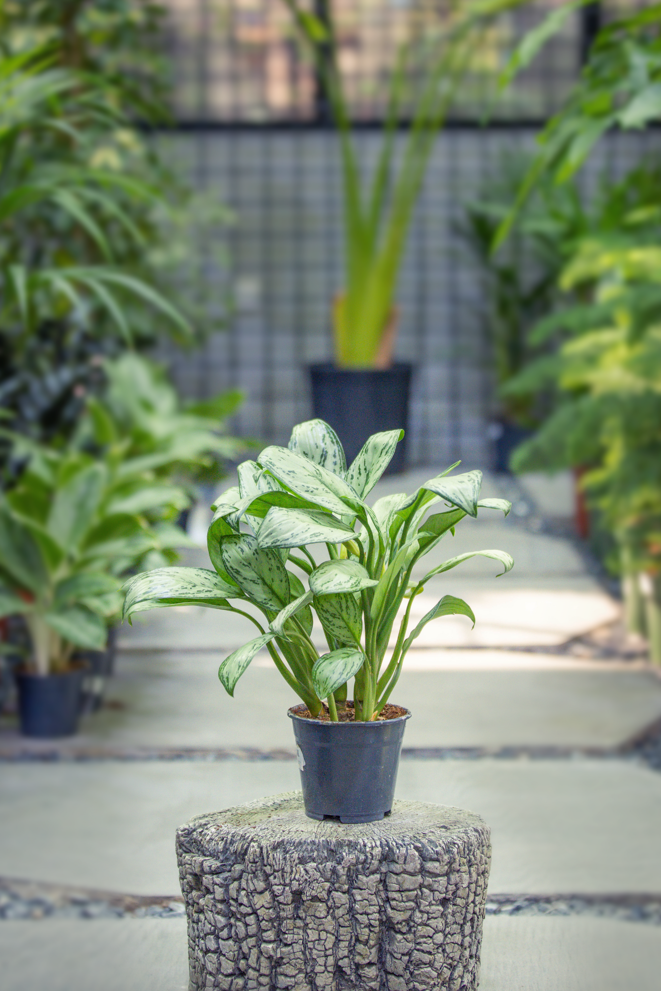 Aglaonema silver bay