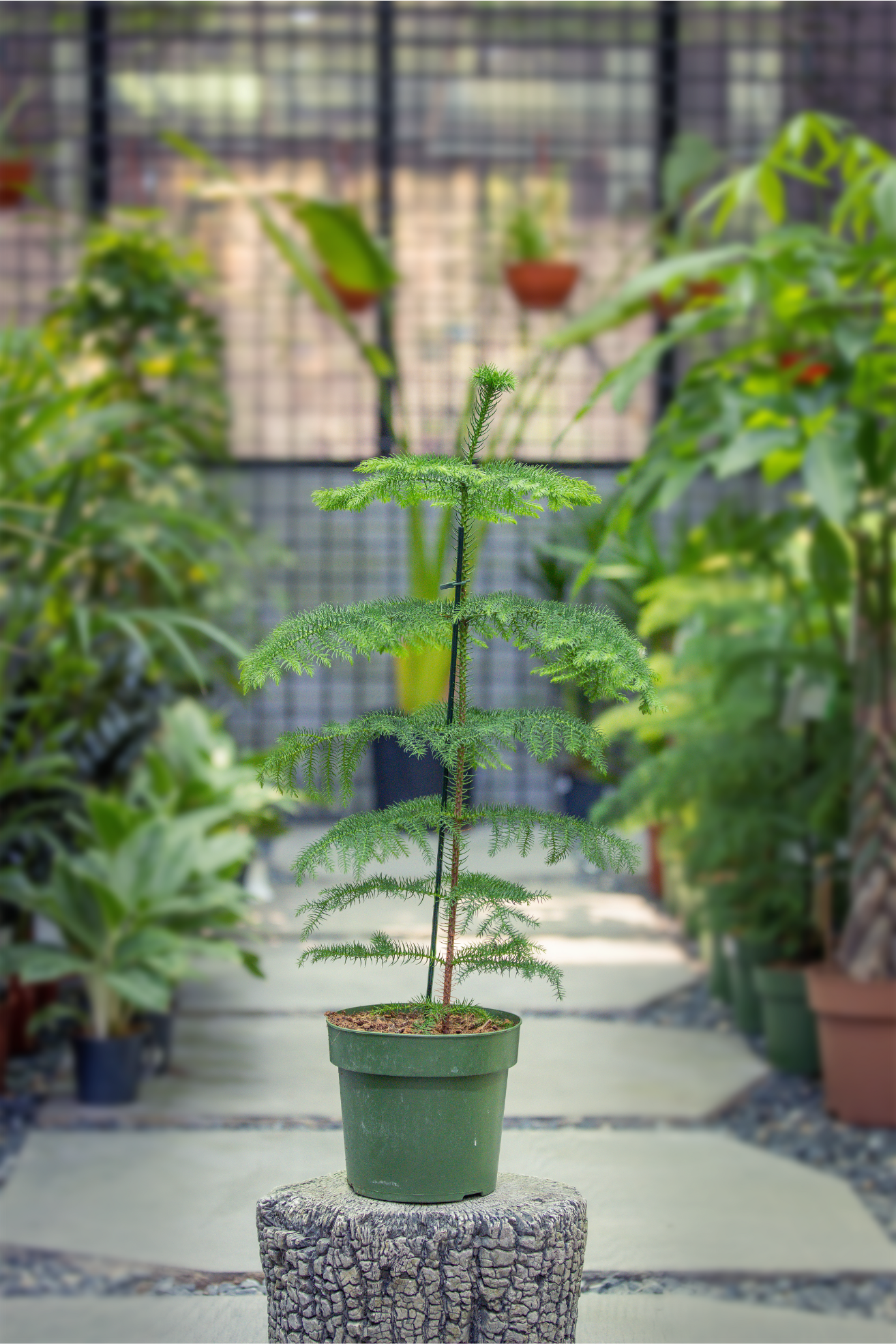 Araucaria heterophylla
